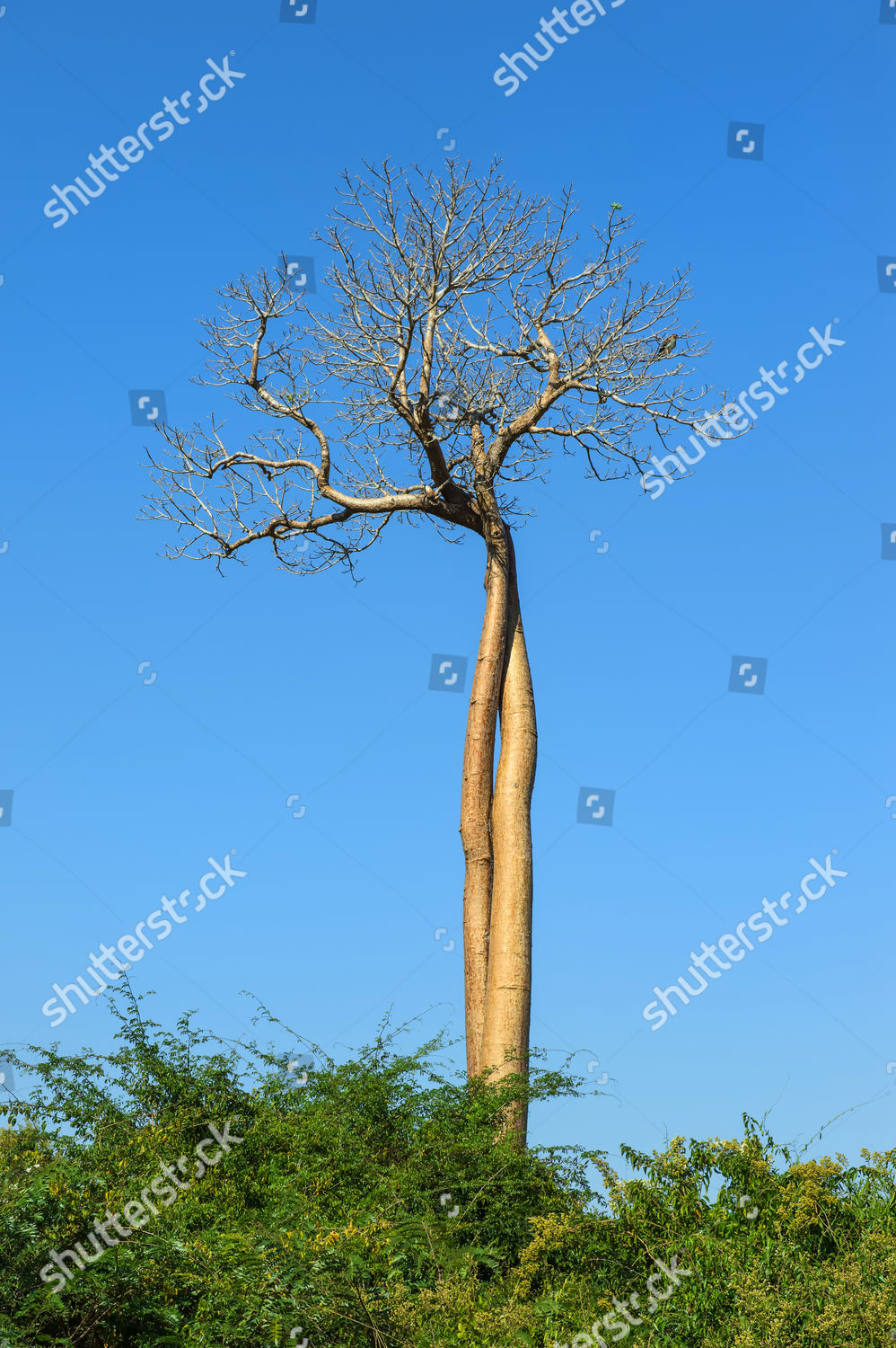 Twisted Baobab Trees Adansonia Grandidieri Belo Sur Editorial Stock Photo Stock Image Shutterstock