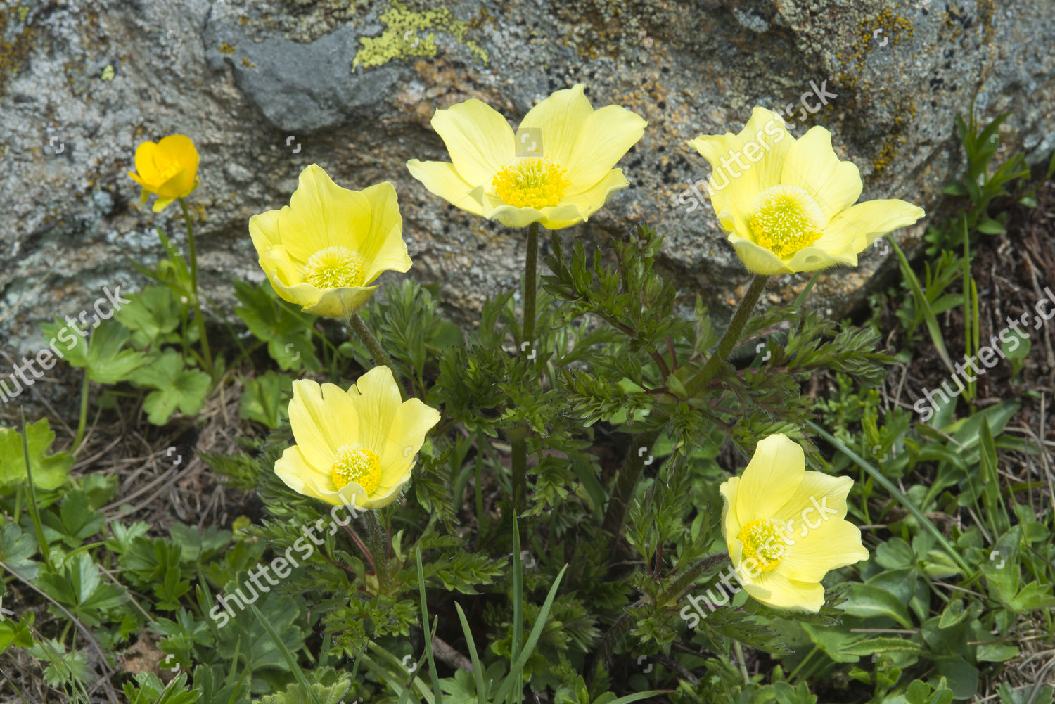 Alpine Anemones Sulphur Anemones Pulsatilla Alpina Editorial Stock ...