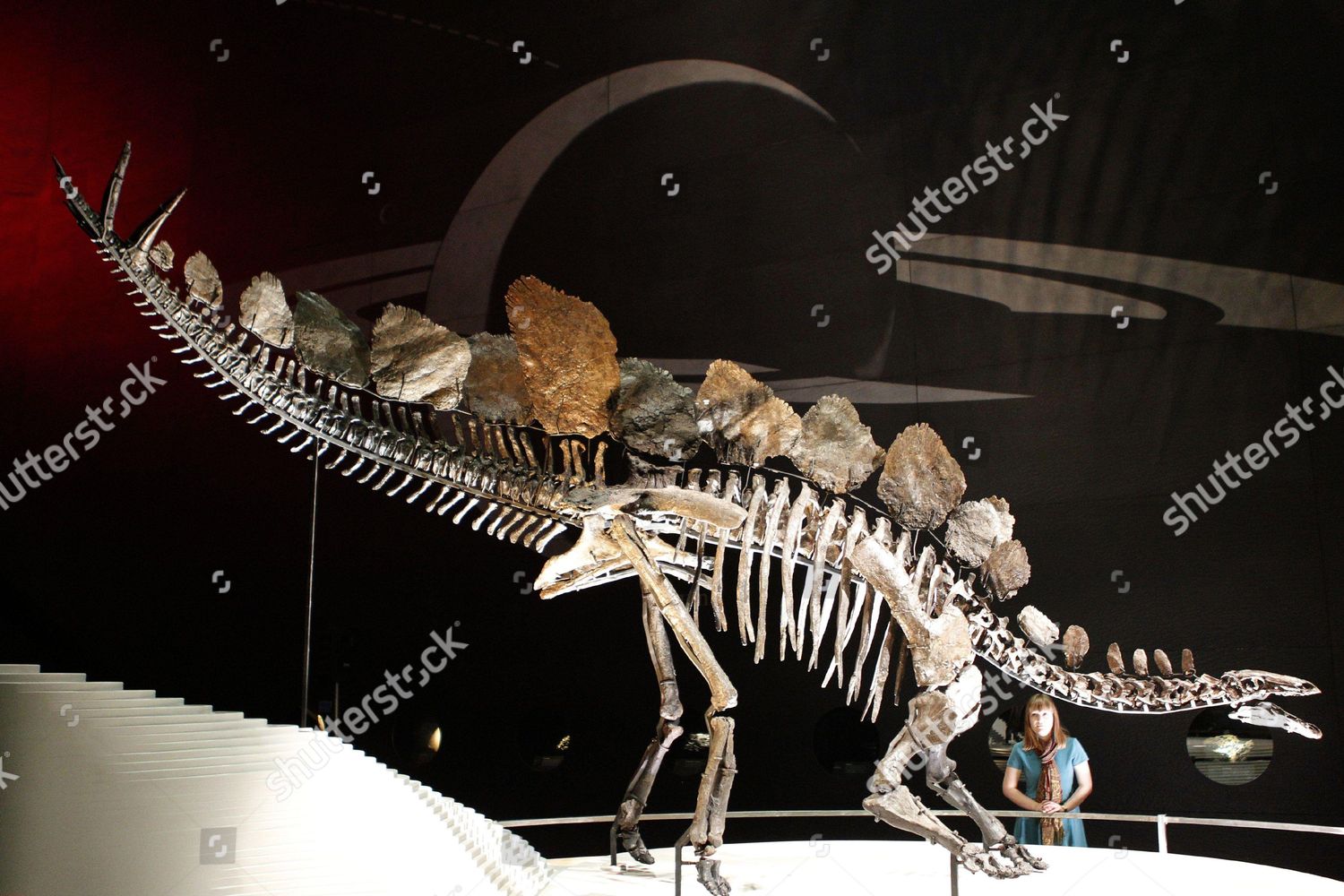 Worlds Most Complete Stegosaurus Fossil Goes Editorial Stock Photo - Stock  Image | Shutterstock