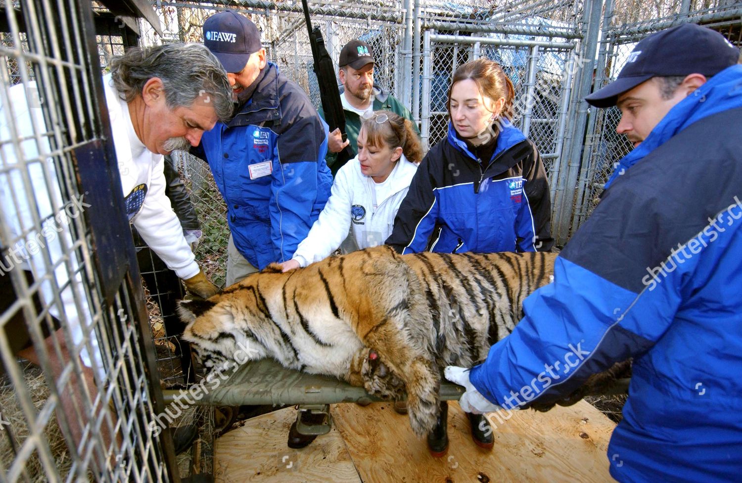 new jersey tigers