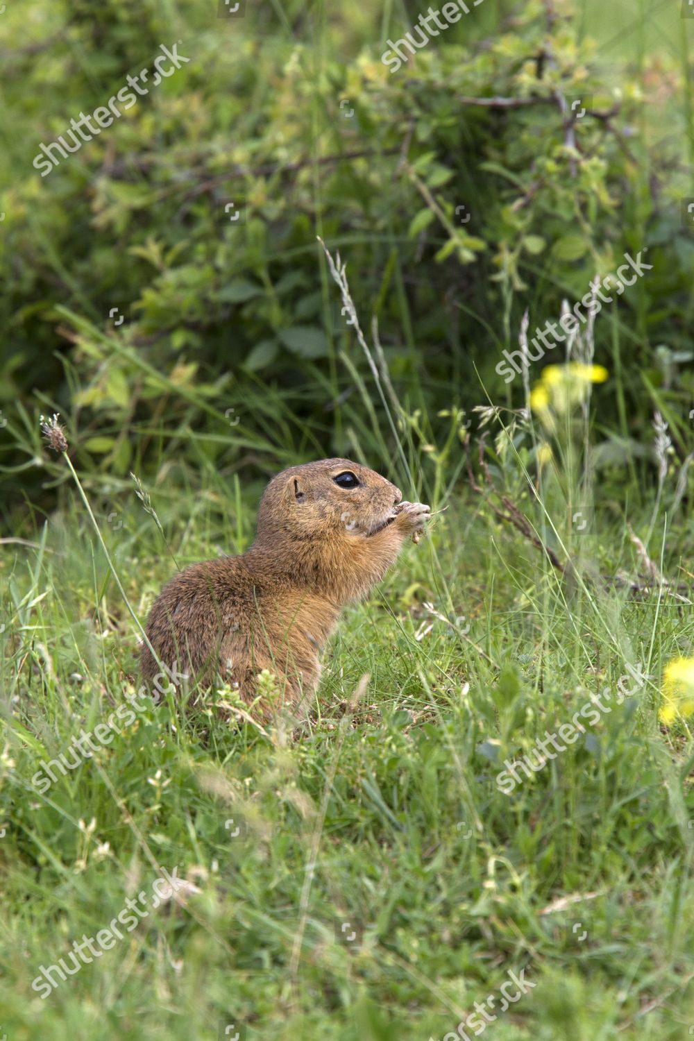 European Suslik Eating Grass Seed Head Editorial Stock Photo Stock