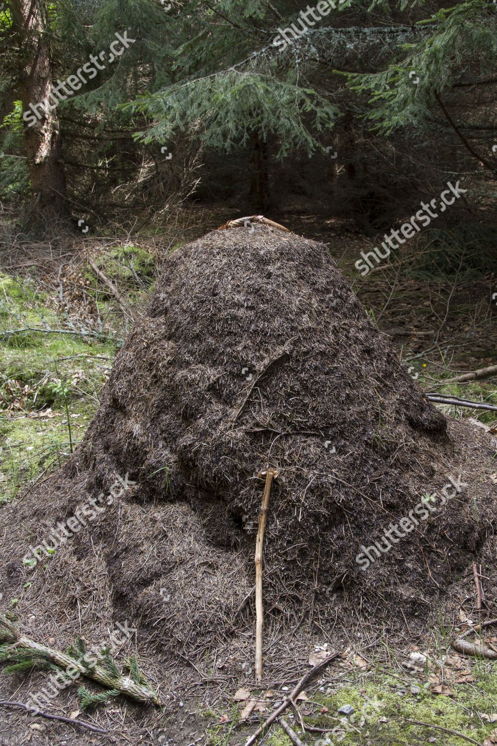 Wood Ants Nest Mound Made Pine Editorial Stock Photo Stock Image