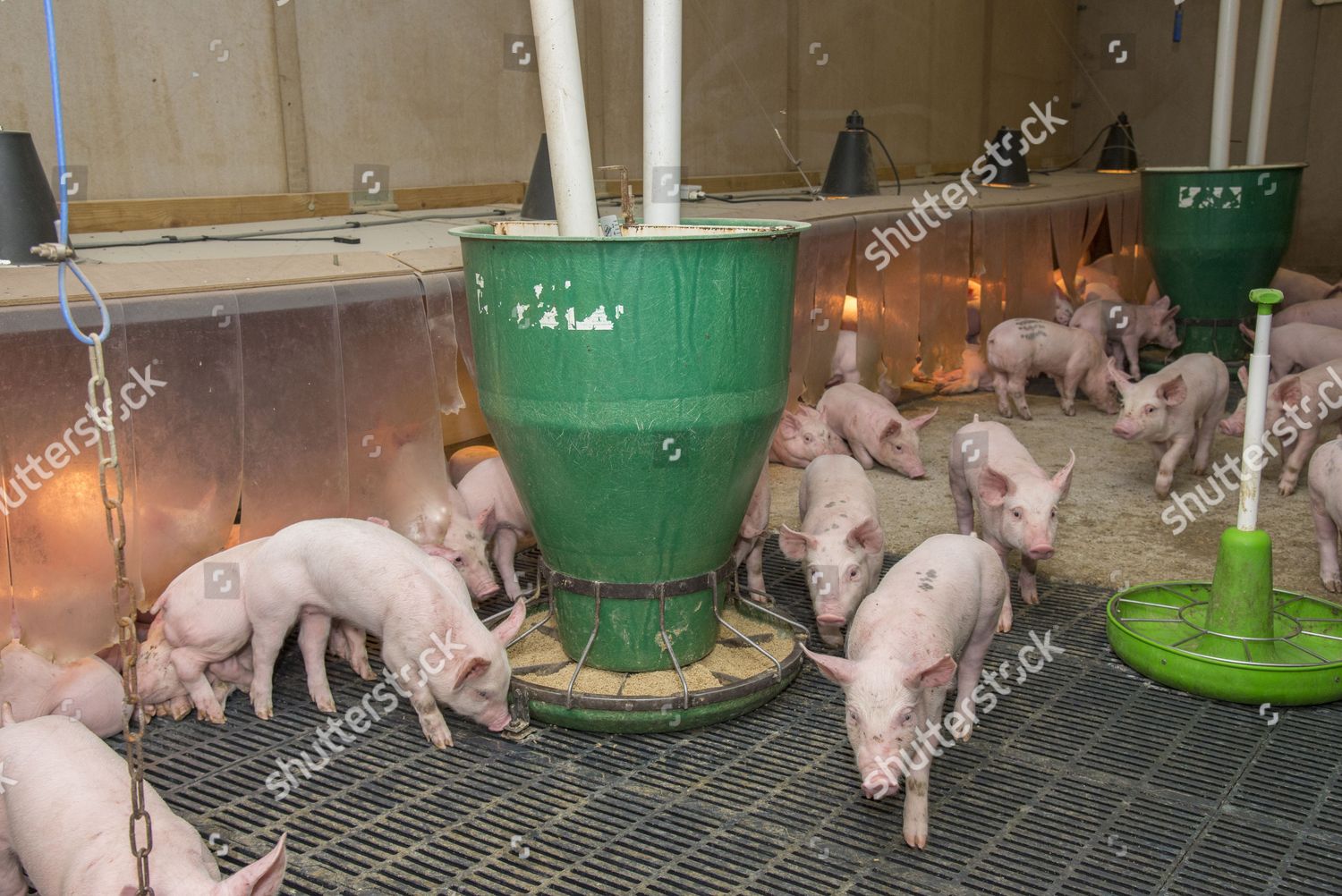 Pig Farming Weaner Piglets Automatic Feeders Heat Editorial Stock