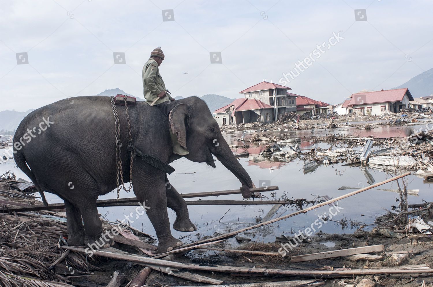 Mahoot His Elephant Clearing Debris Locating Bodies Editorial