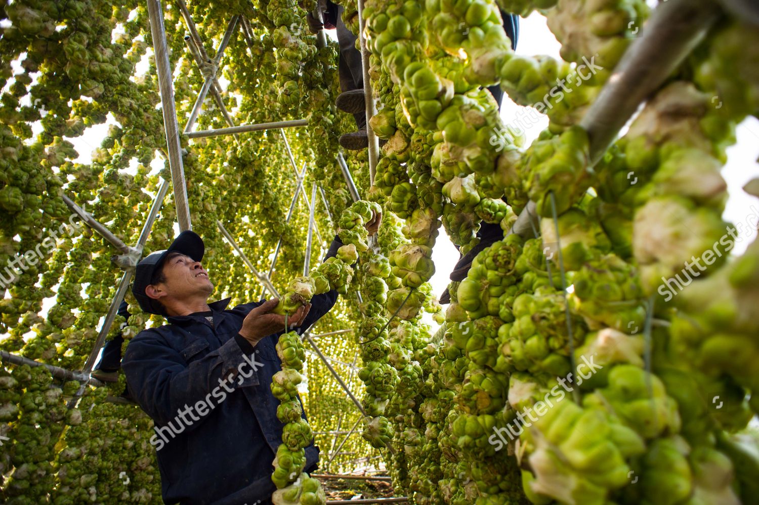 Farmer Hangs Raw Mustard Roots Used Editorial Stock Photo Stock Image