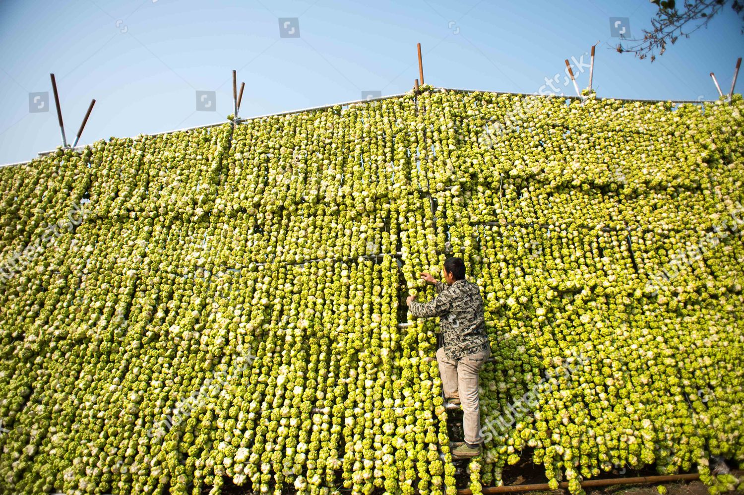 Farmer Hangs Raw Mustard Roots Used Editorial Stock Photo Stock Image