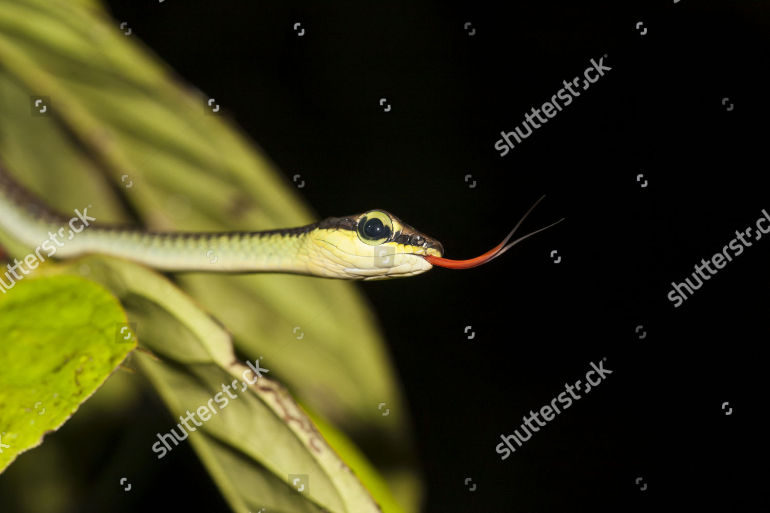 Elegant Bronzeback Snake Dendrelaphis Formosus Flicking Editorial Stock ...