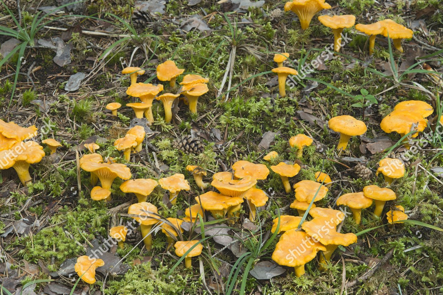 Лисички грибы Поляна