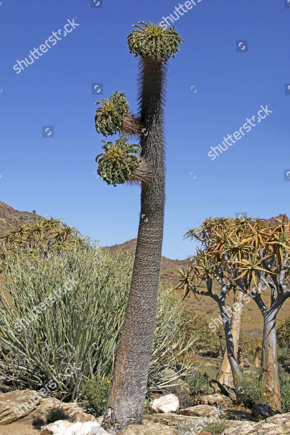 Halfmens Plant Pachypodium Namaquanum Quiver Trees Editorial Stock ...