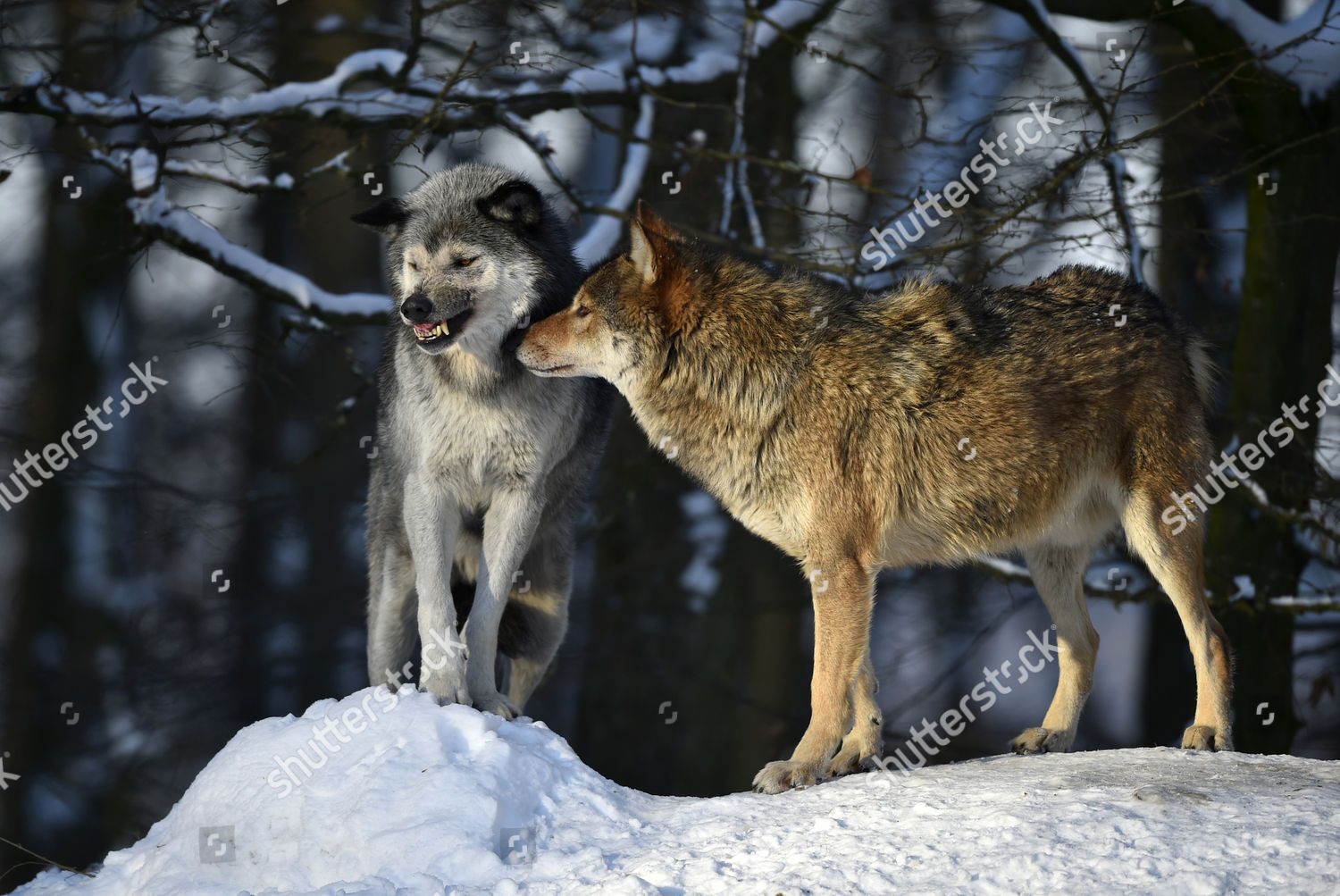 Male Female Alpha Wolf Alpha Wolf Editorial Stock Photo - Stock Image ...