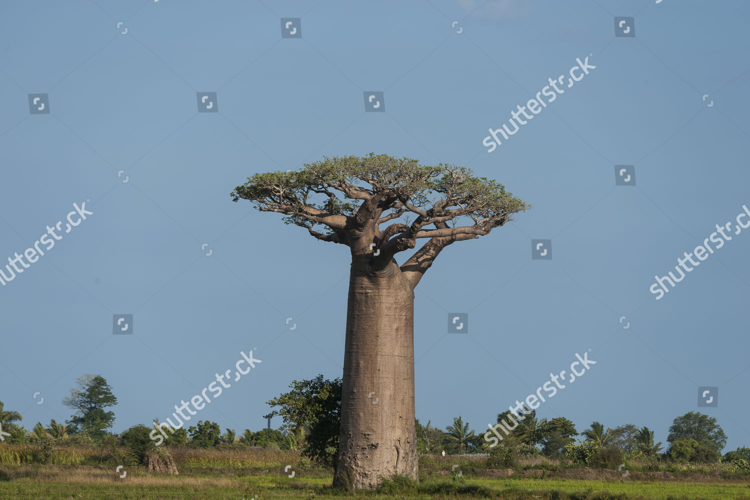 Avenue Baobabs Baobab Adansonia Grandidieri Morondava Madagascar Editorial Stock Photo Stock Image Shutterstock