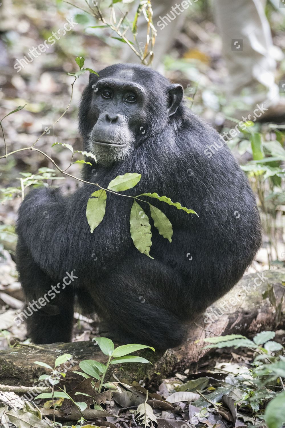 eastern chimpanzee pan troglodytes schweinfurthii