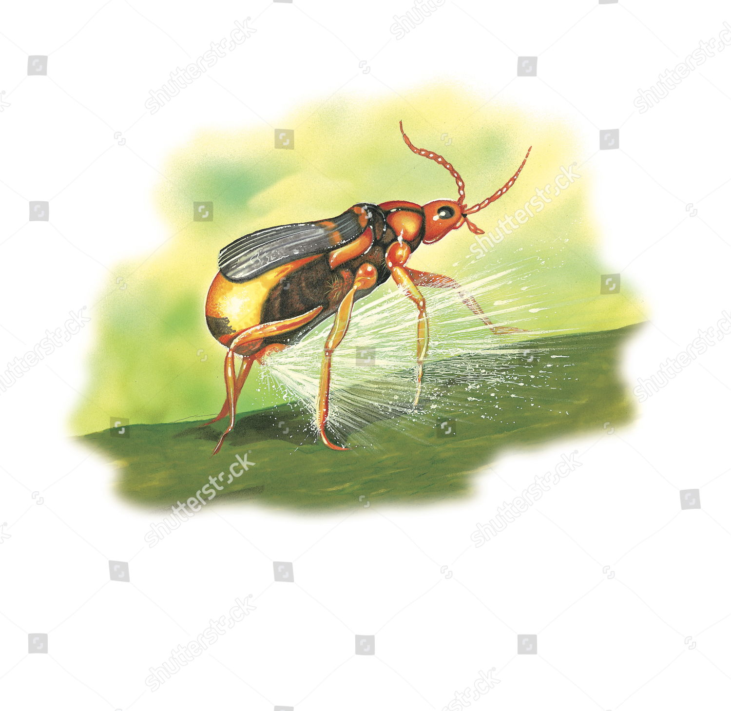 Bombardier Beetle Spraying Hot Noxious Chemical Editorial Stock Photo