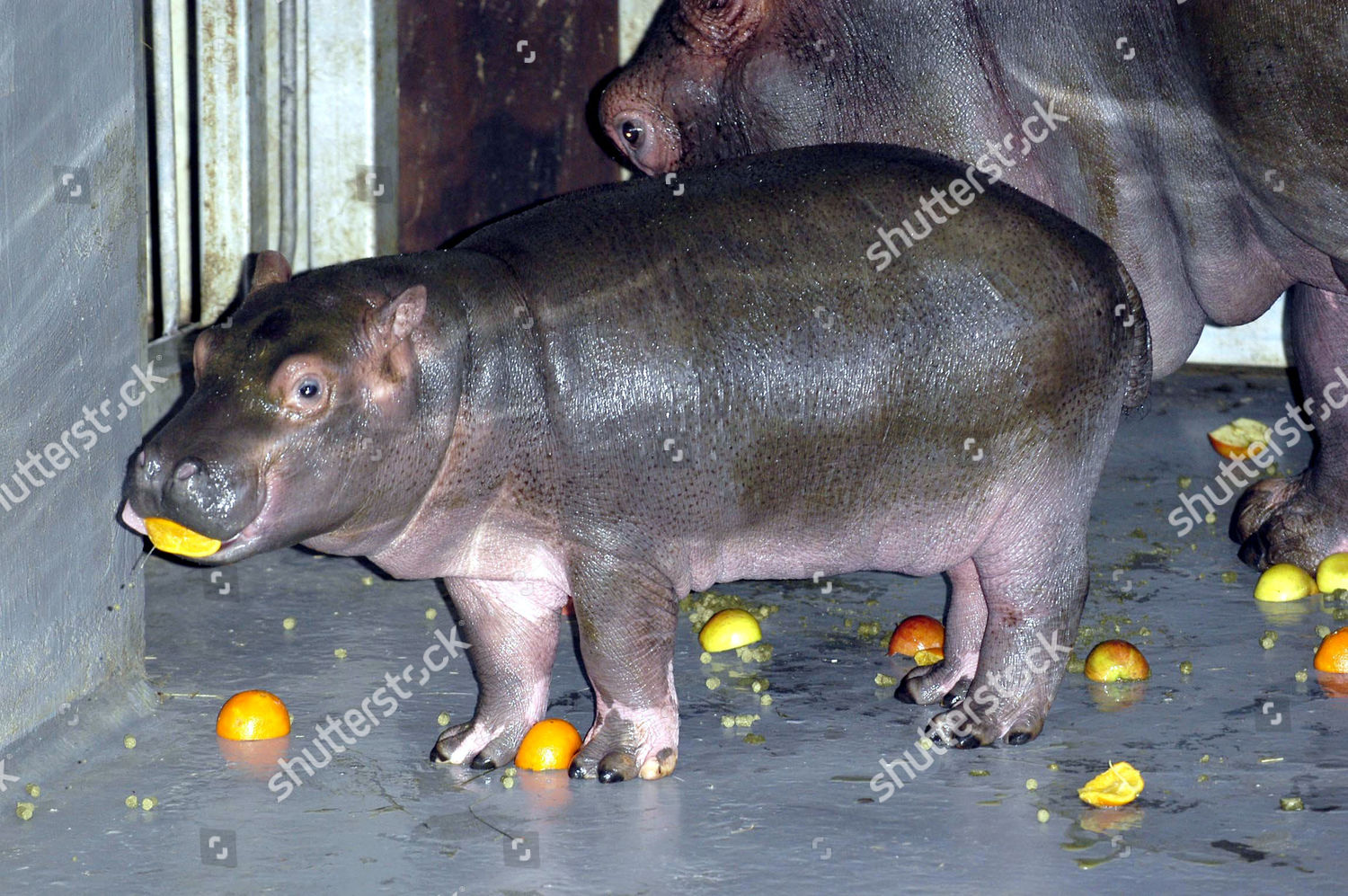 New Baby Hippo Born Whipsnade Wild Editorial Stock Photo Stock Image Shutterstock
