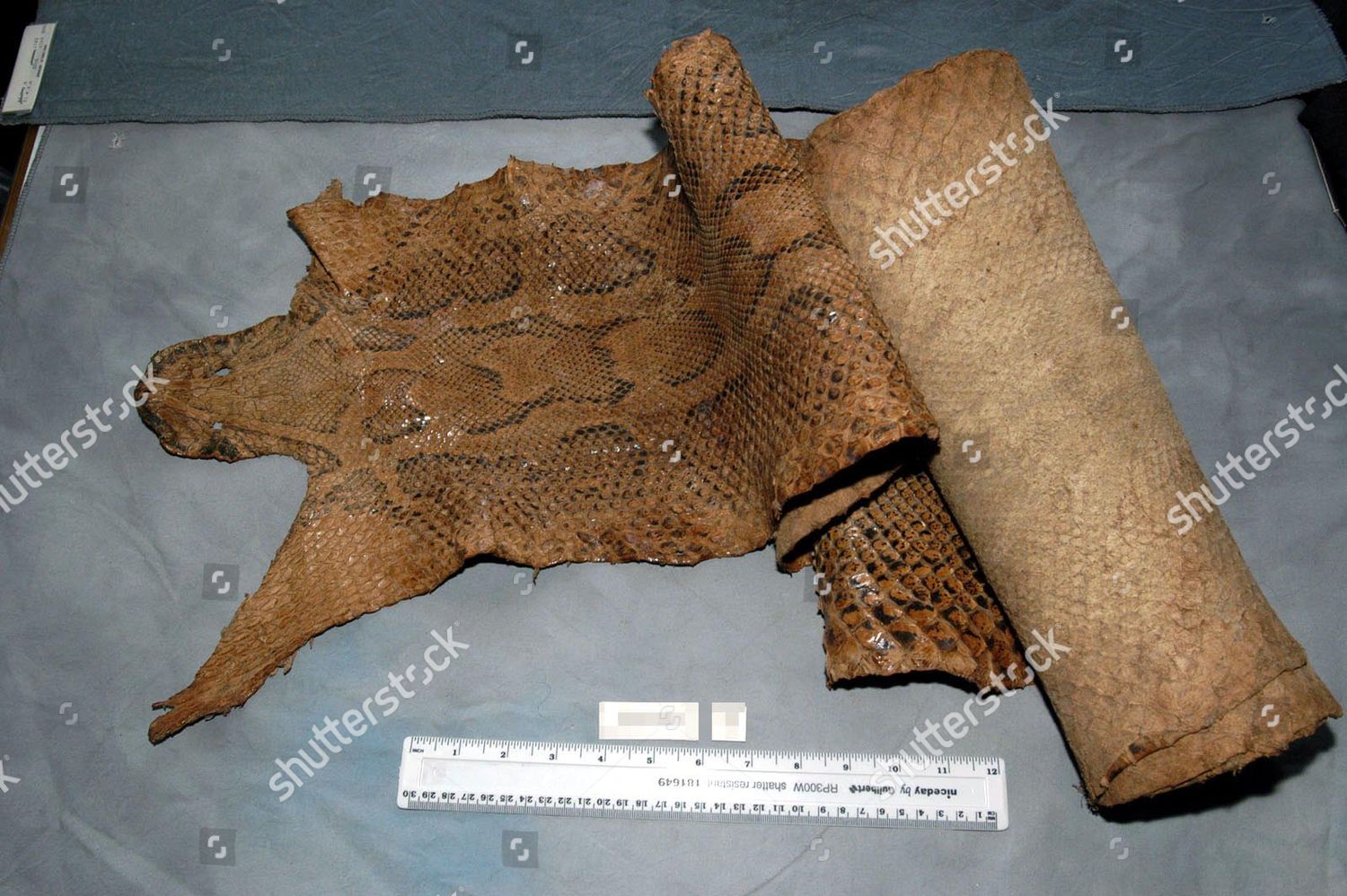 Python Snake Skin Editorial Stock Photo - Stock Image | Shutterstock