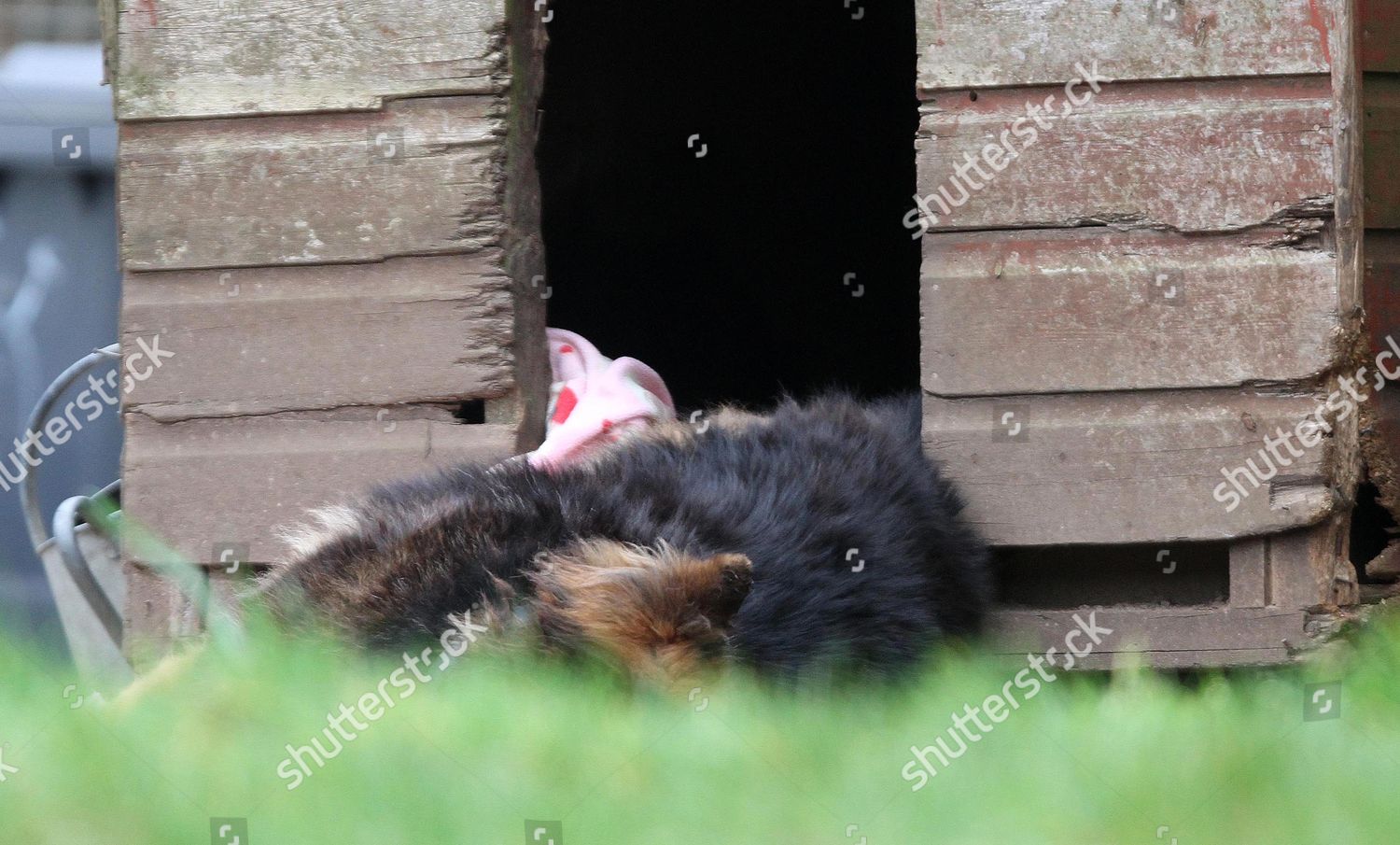 One Dead Dogs Scene Double Murder Dog Editorial Stock Photo