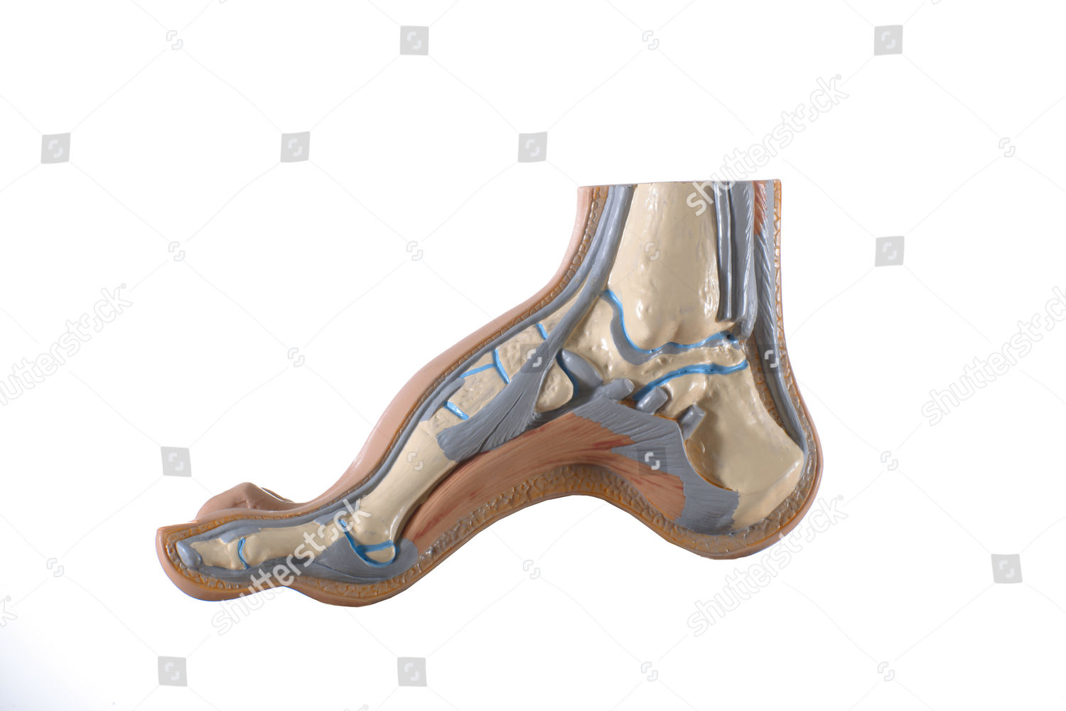 Anatomical Model Foot Representation Skeleton Editorial Stock Photo