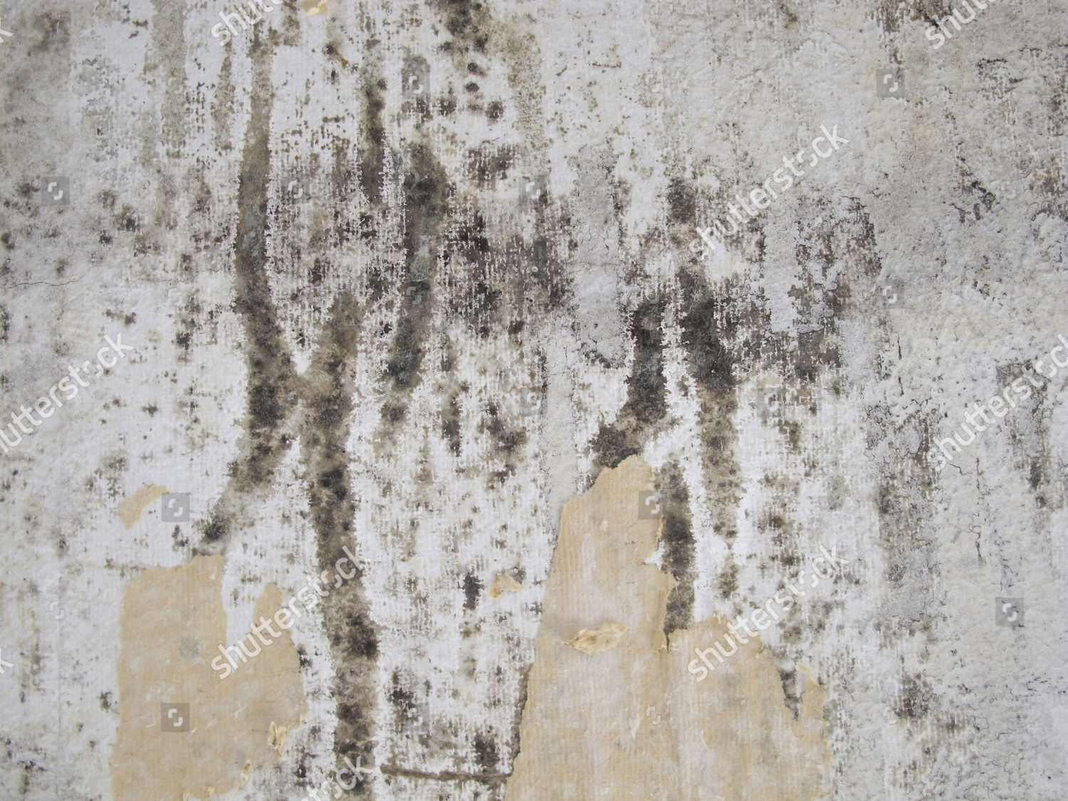 Mould On Wallpaper Editorial Stock Photo - Stock Image | Shutterstock