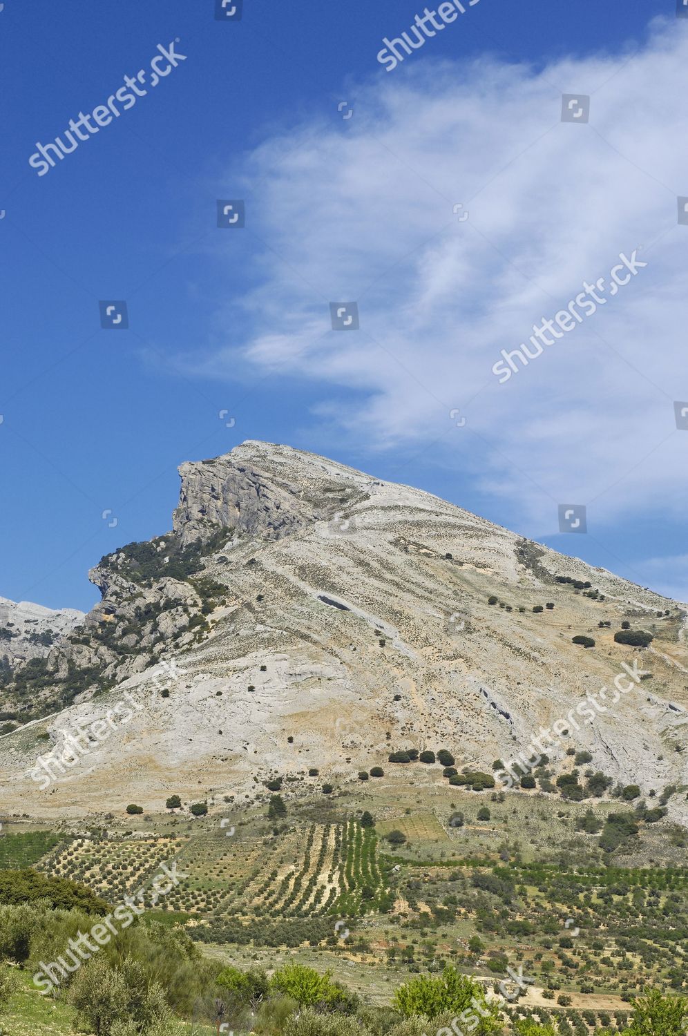 Landscape Olive Trees Sierra De Cazorla Editorial Stock Photo - Stock ...