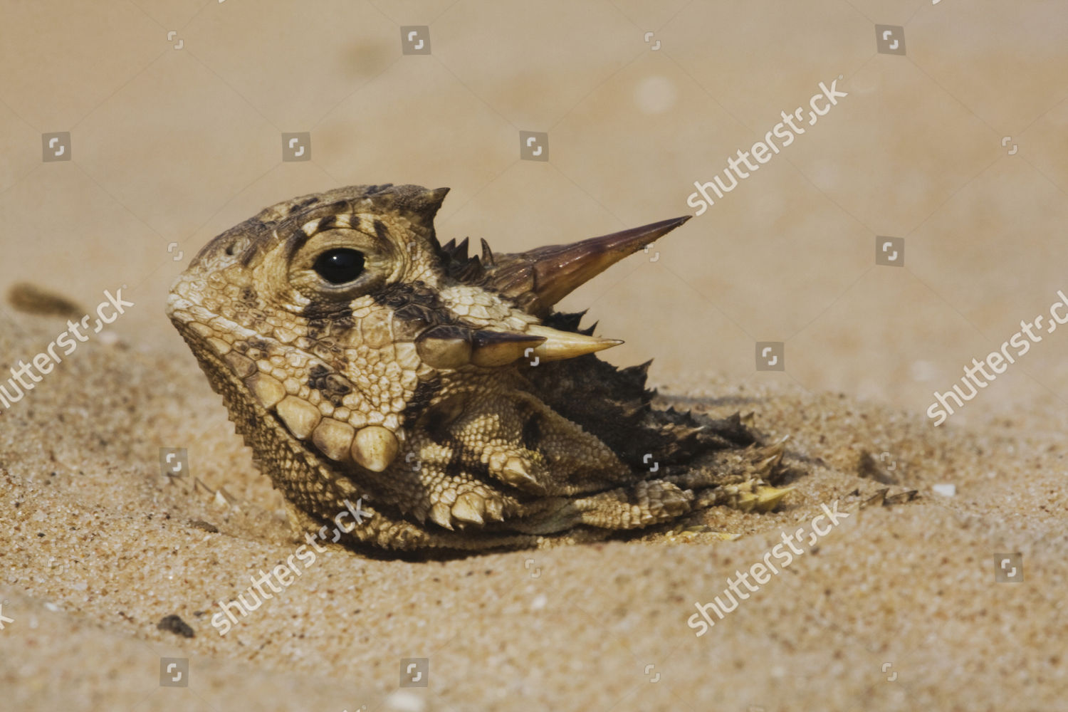 Texas Horned Lizard Phrynosoma Cornutum Adult Editorial Stock Photo ...