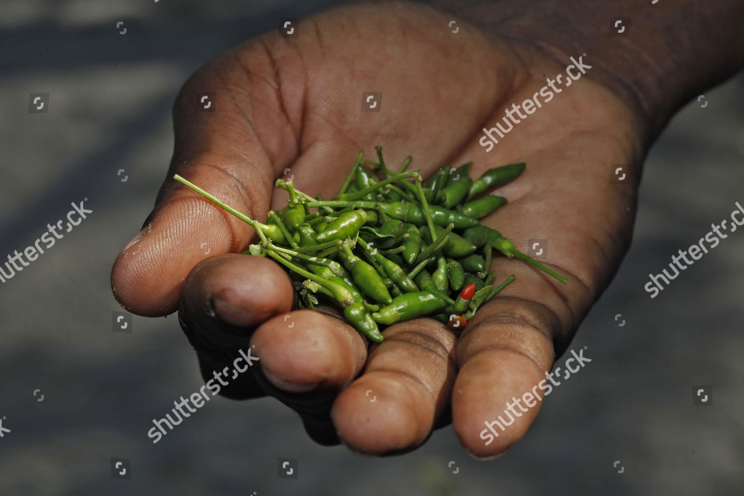 Sakay Green Peppers Very Spicy Condiment Editorial Stock Photo Stock
