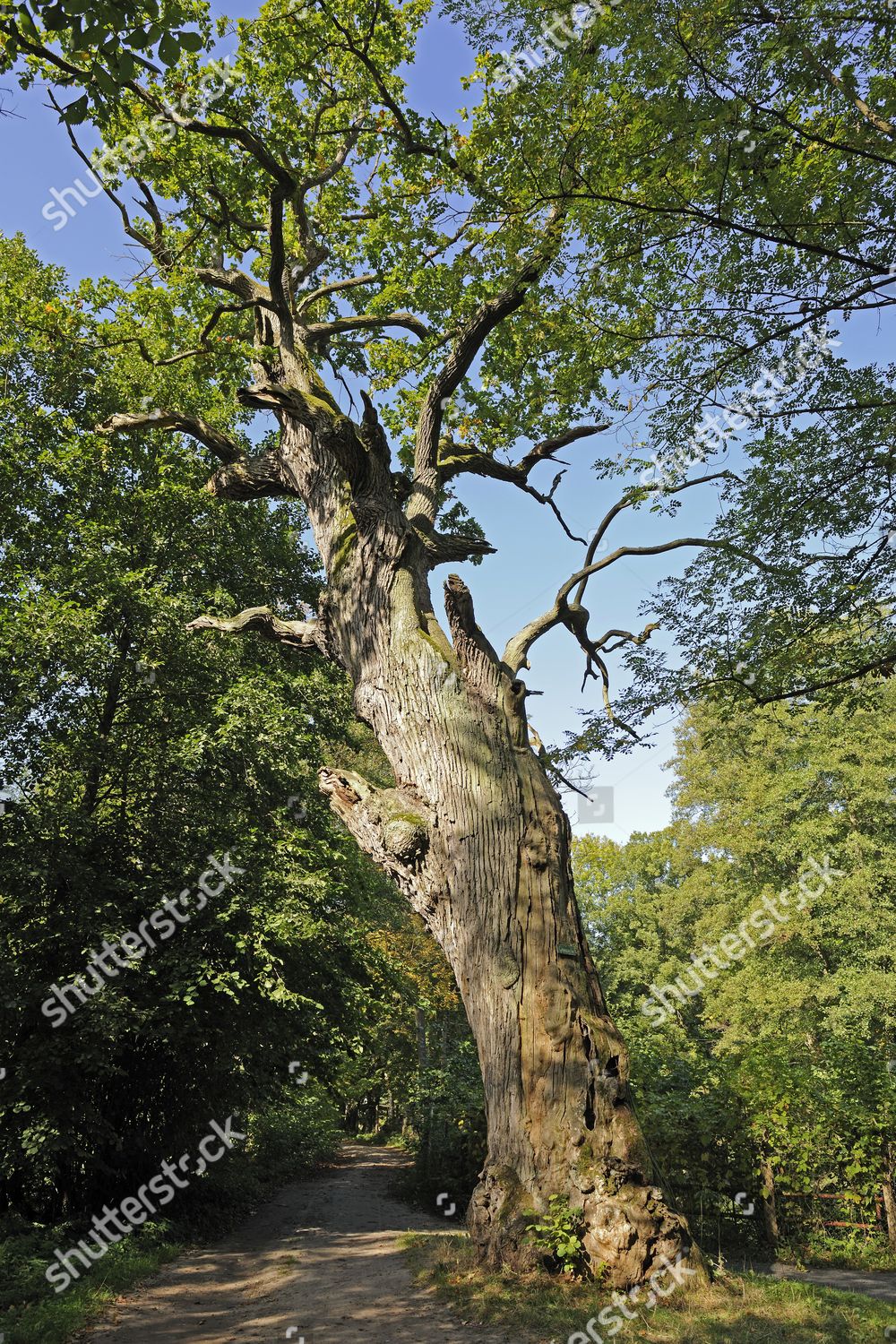 Approx Years Old Oak Quercus Editorial Stock Photo Stock Image Shutterstock