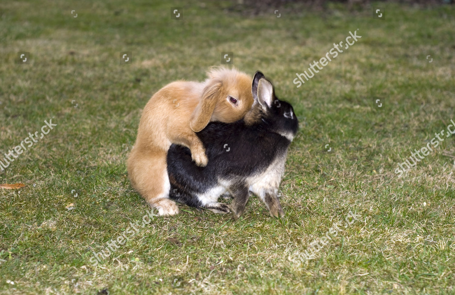 Rabbits Mating Editorial Stock Photo Stock Image Shutterstock