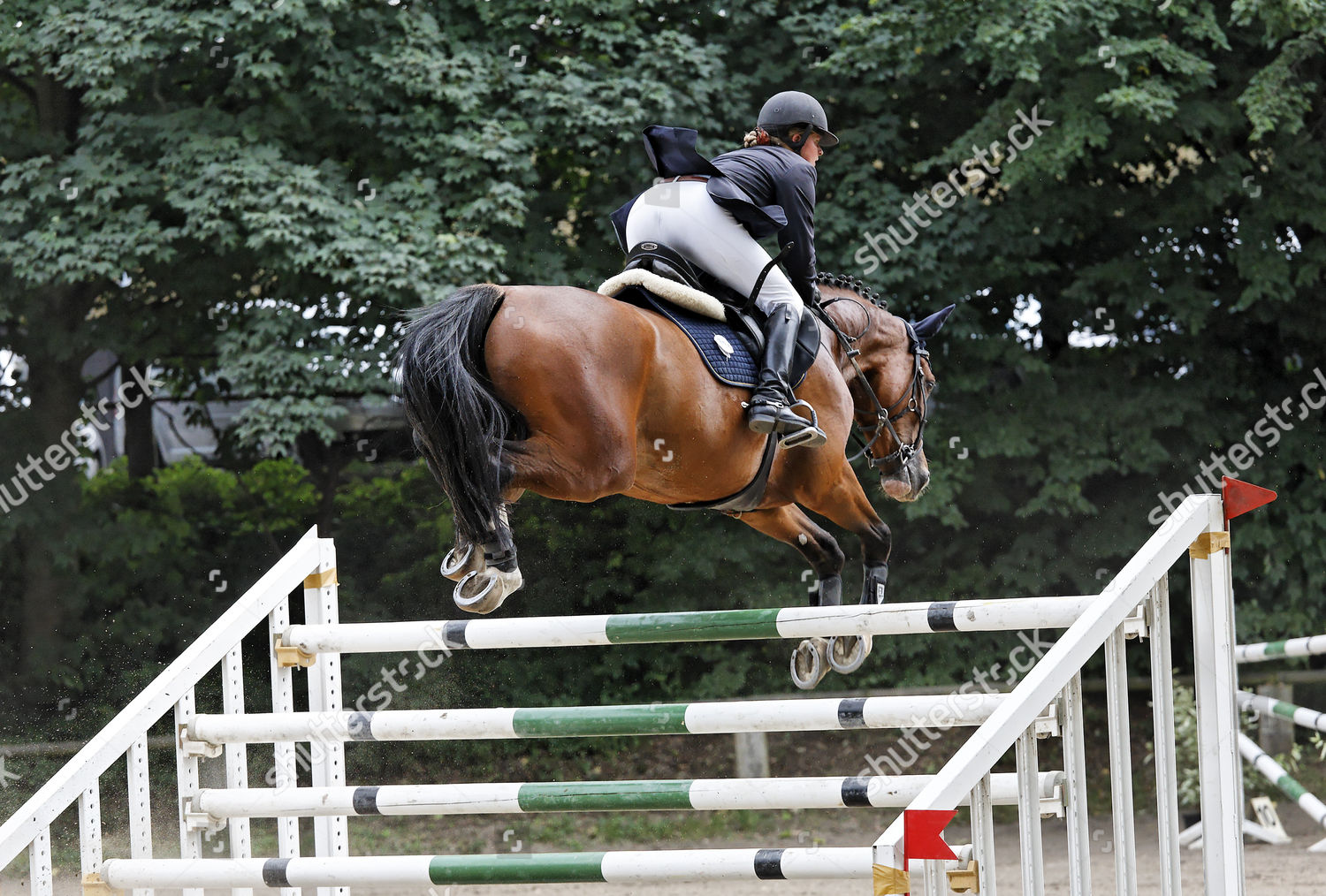 Female Show Jumper Clearing Poles Triple Editorial Stock Photo Stock