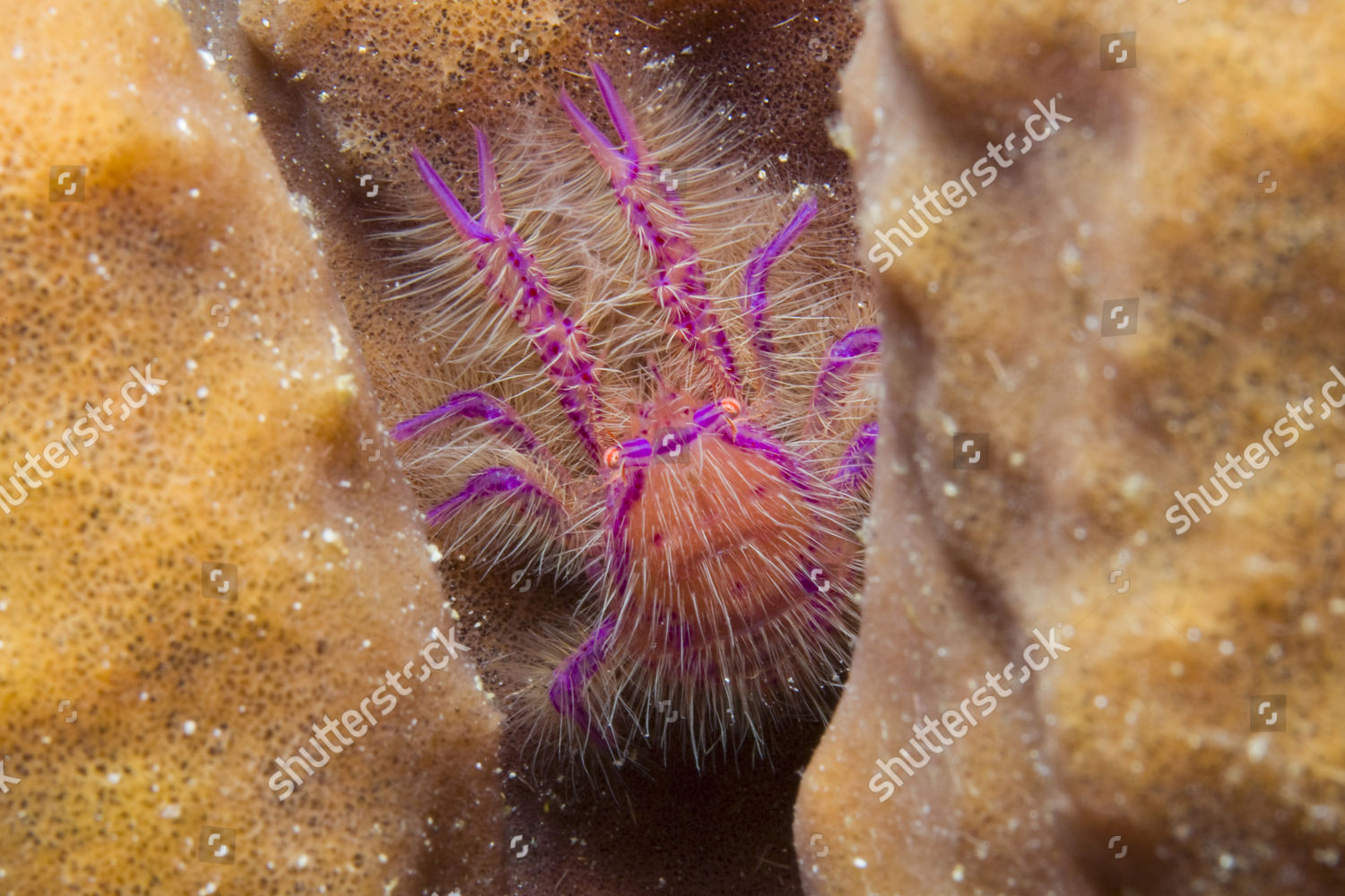 Hairy Squat Lobster Pink Squat Lobster Editorial Stock Photo - Stock
