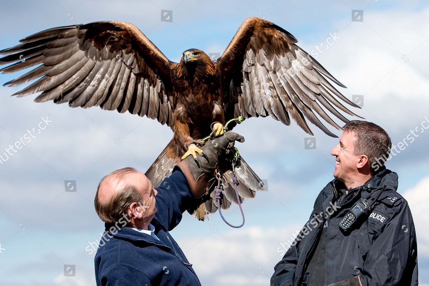 Pc Andy Crawford Female Captive Bred Golden Editorial Stock