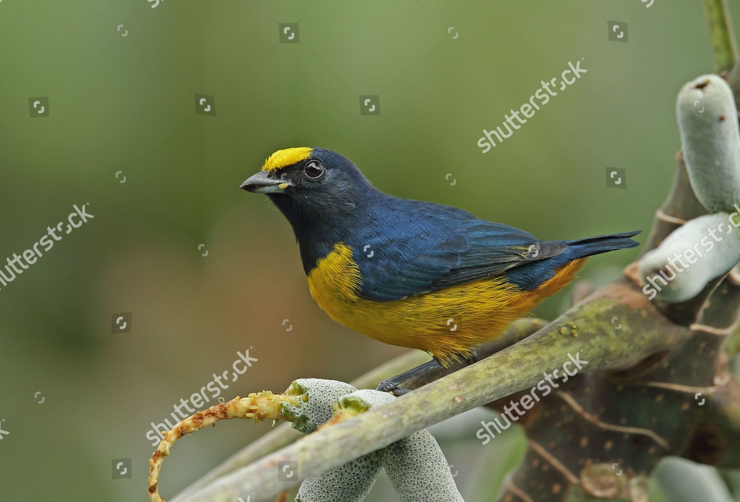 Fulvousvented Euphonia Euphonia Fulvicrissa Fulvicrissa Adult Editorial ...