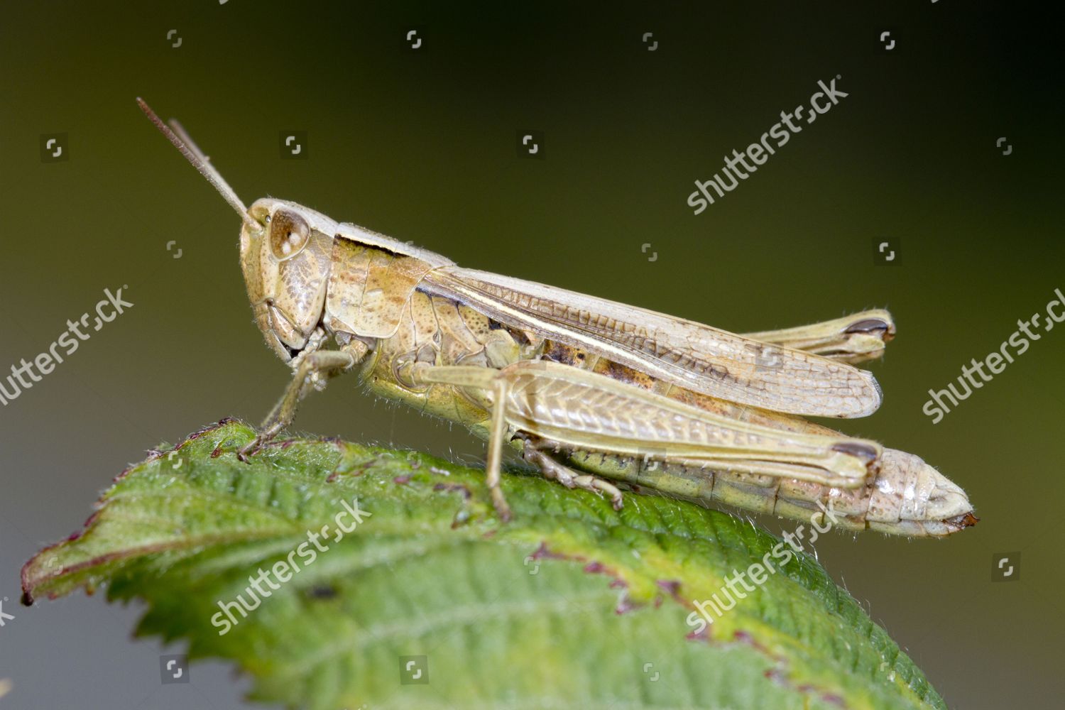 Lesser Marsh Grasshopper Chorthippus Albomarginatus Adult Editorial ...