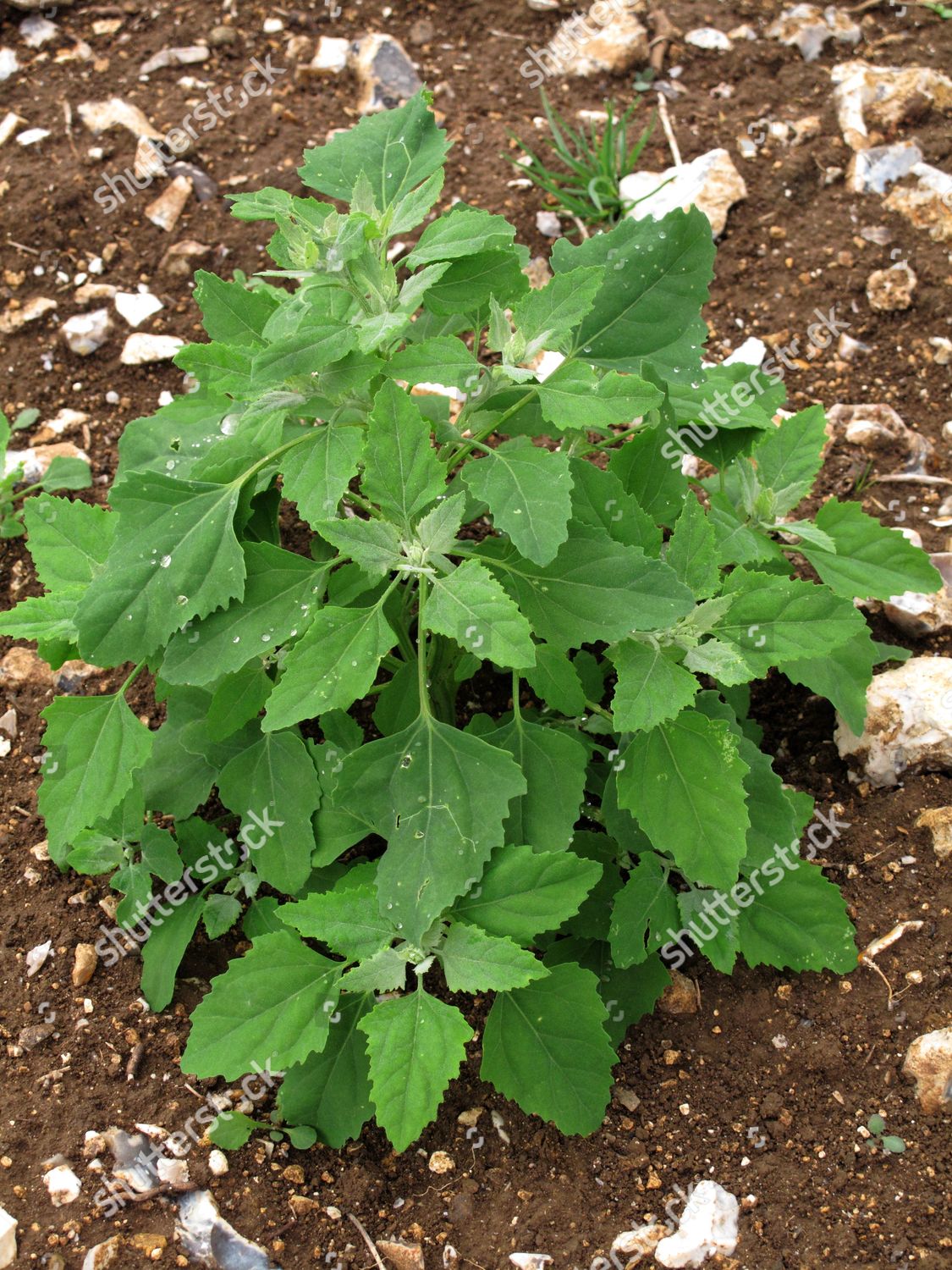 Fat Hen Lambs Quarters Goosefoot Chenopodium Editorial Stock Photo