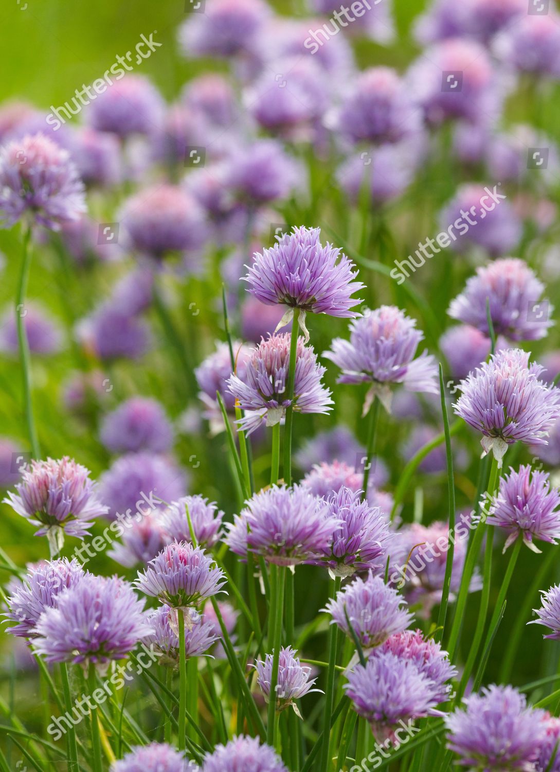 Allium Chives Editorial Stock Photo - Stock Image | Shutterstock