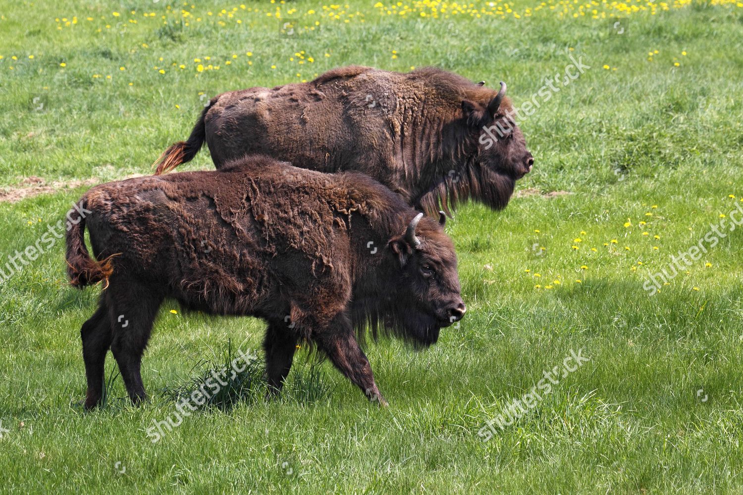 European Bisons Wisent Bison Bonasus Editorial Stock Photo - Stock ...