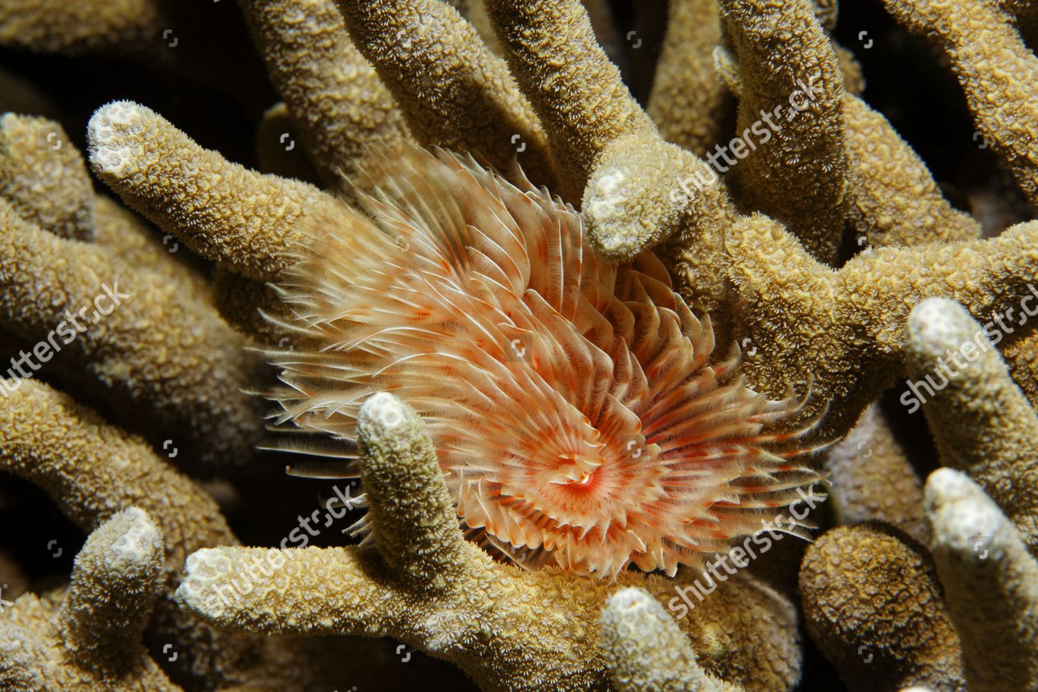 Magnificent Tube Worm Protula Magnifica Living Editorial Stock Photo ...