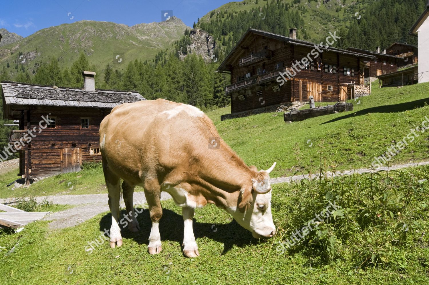 Cow On Alpine Pasture Oberstalleralm Innervillgraten East Editorial Stock Photo Stock Image Shutterstock