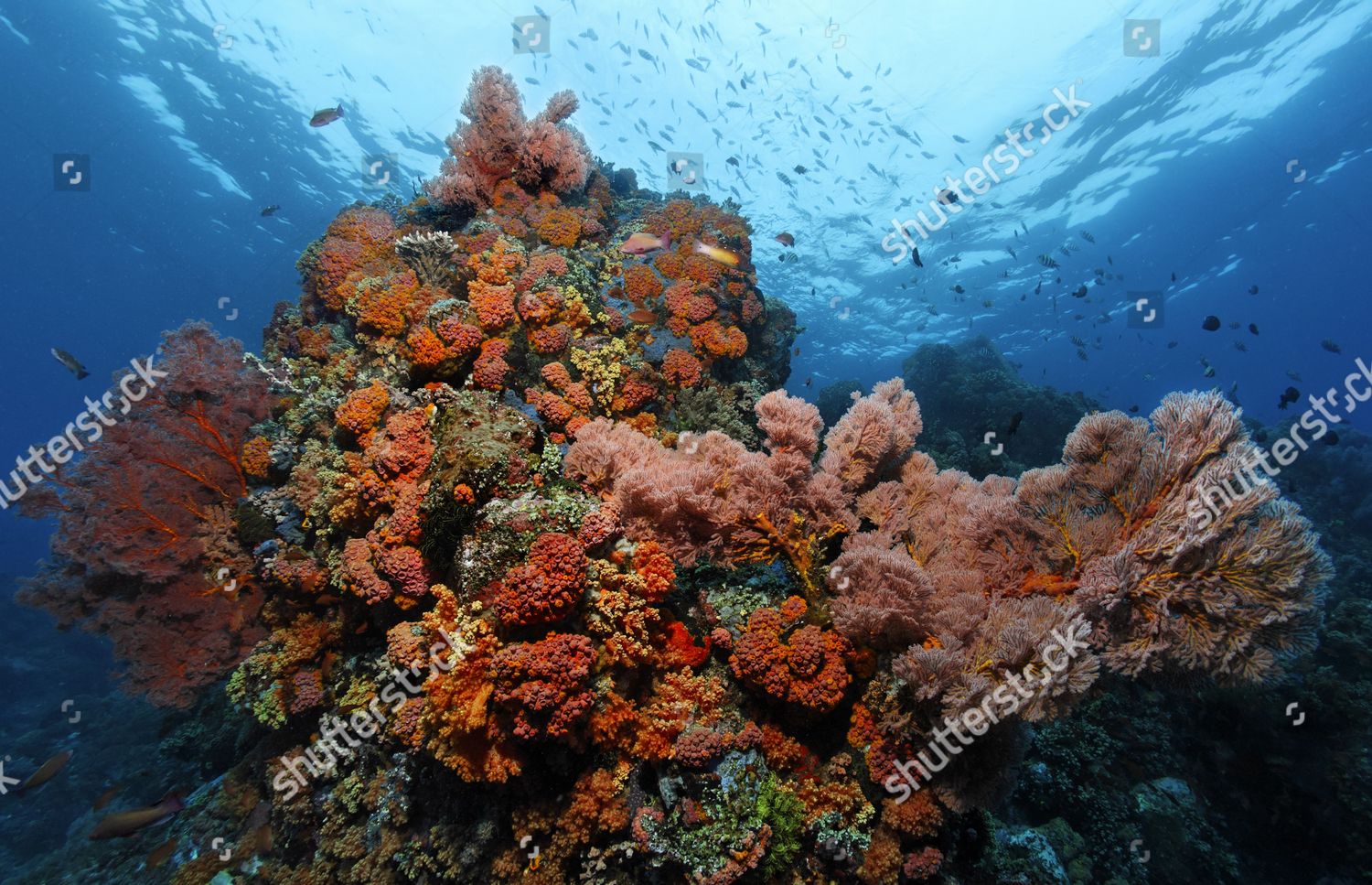 Coral Block Coral Reef Variety Red Editorial Stock Photo - Stock Image ...