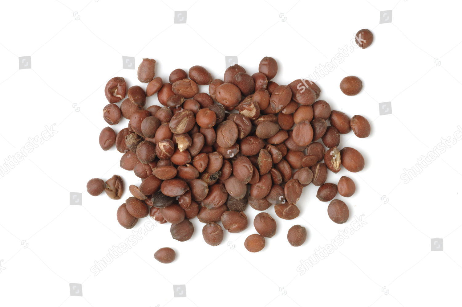 Ziziphus Ziziphus Spinosa Seeds Herbs Used Editorial Stock Photo ...