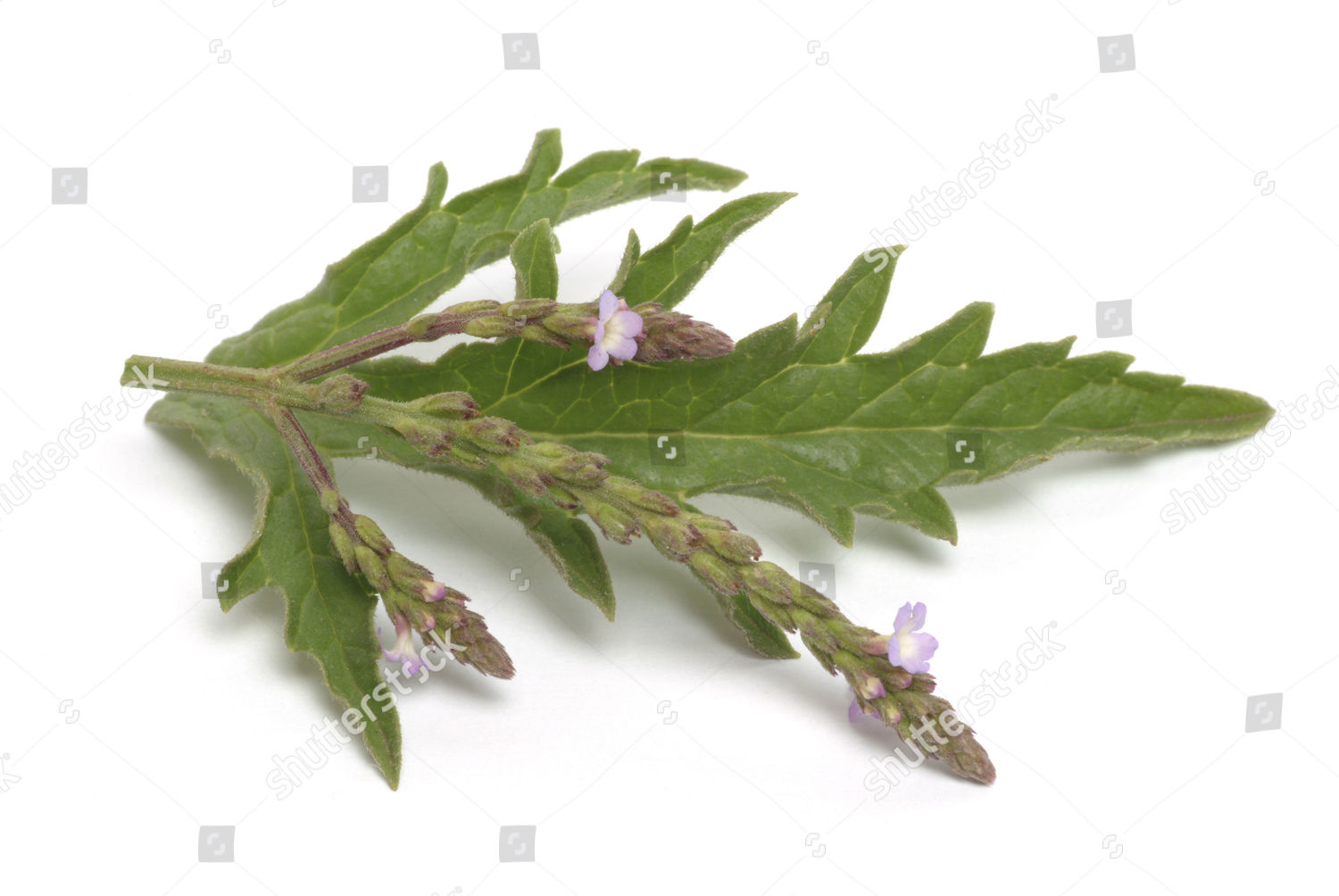Common Vervain Verbena Officinalis Medicinal Plant Editorial Stock ...