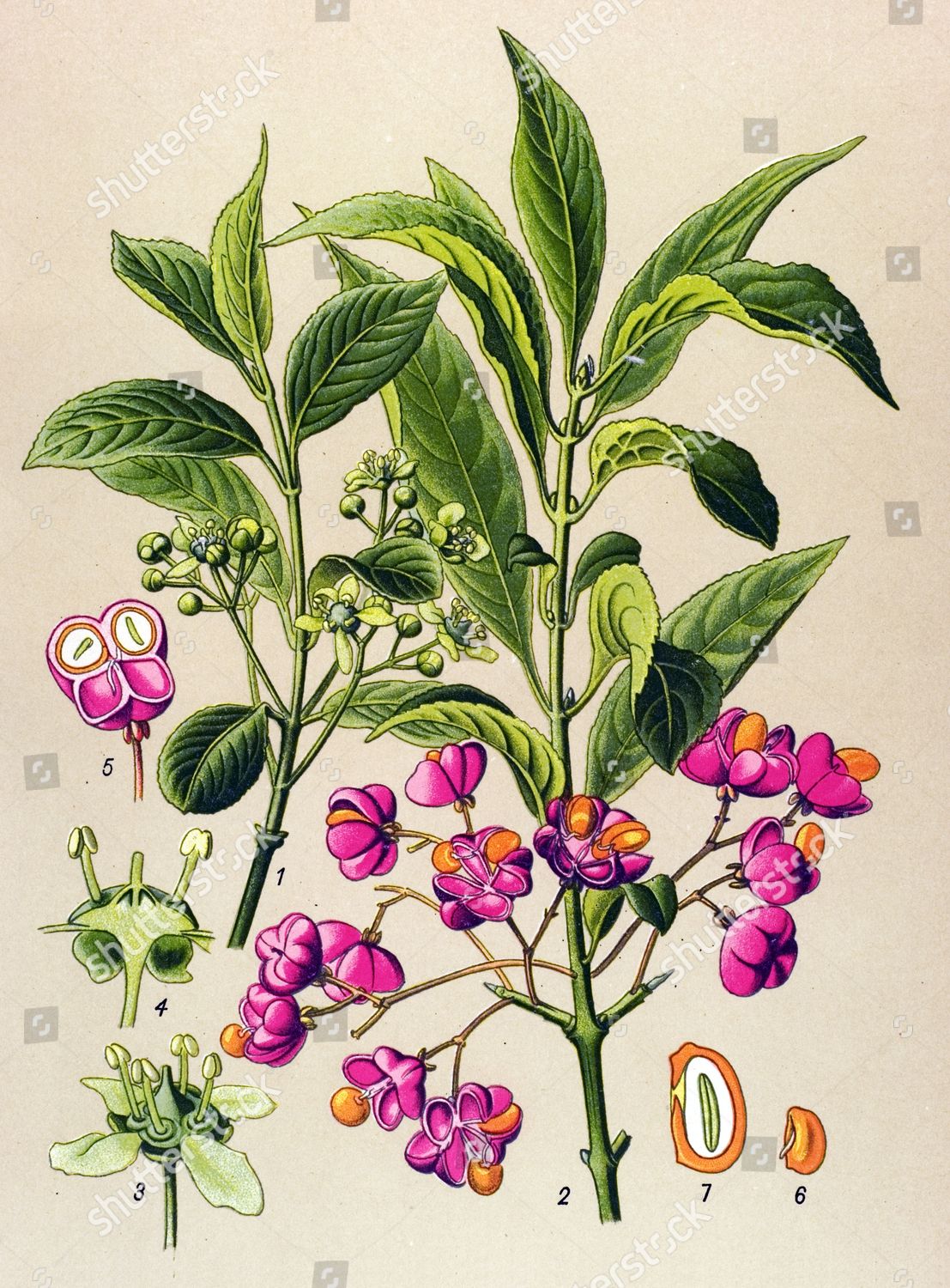 Historical Illustration European Spindle Euonymus Europaeus Editorial 