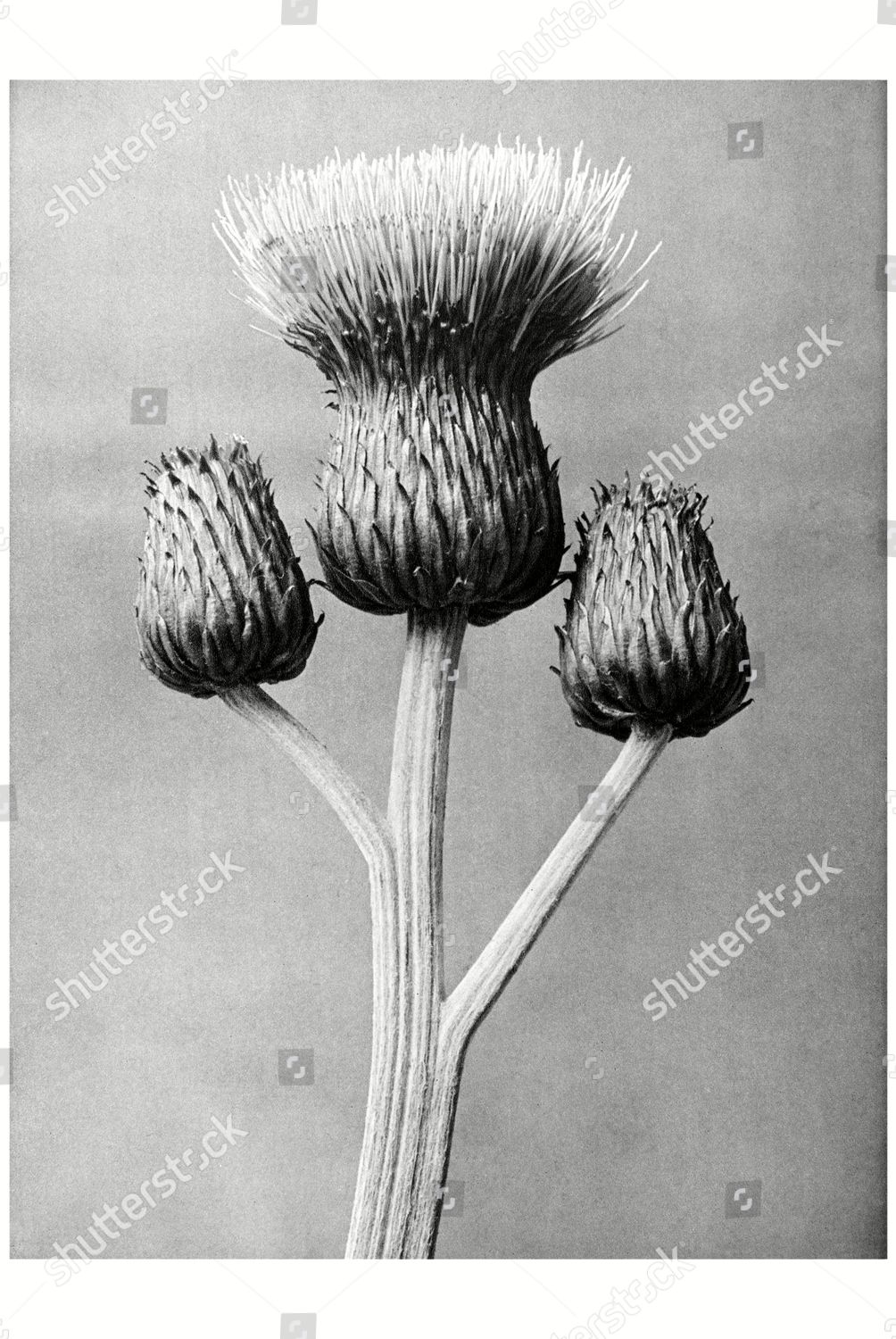 Historical Photograph Grey Thistle Cirsium Canum Editorial Stock Photo ...