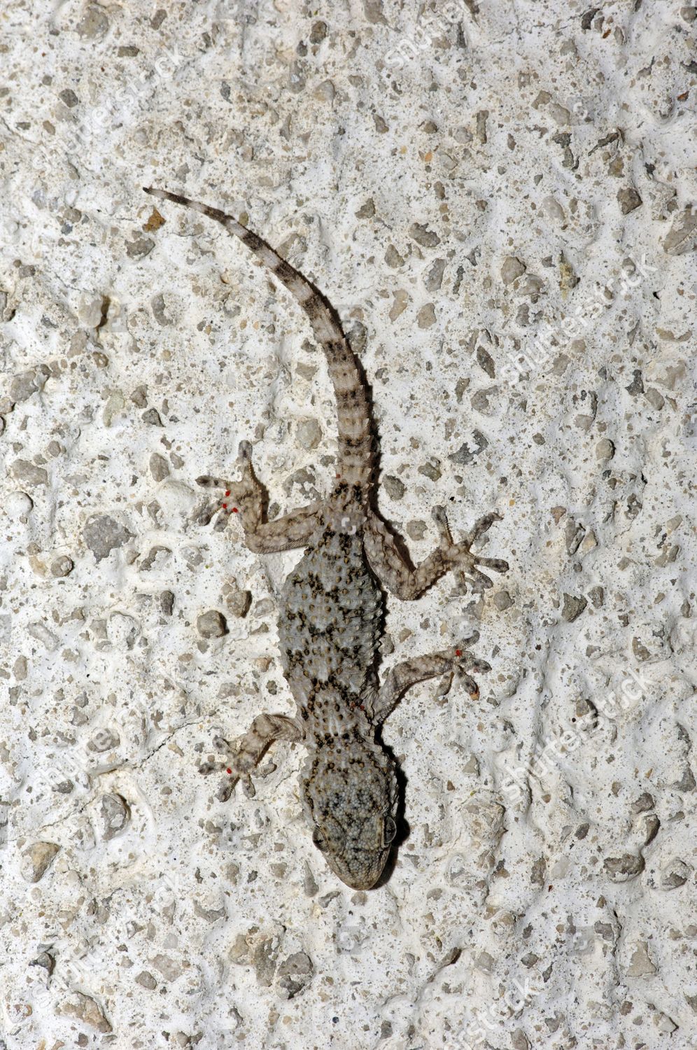 Moorish Gecko Moorish Wall Gecko Wall Editorial Stock Photo - Stock