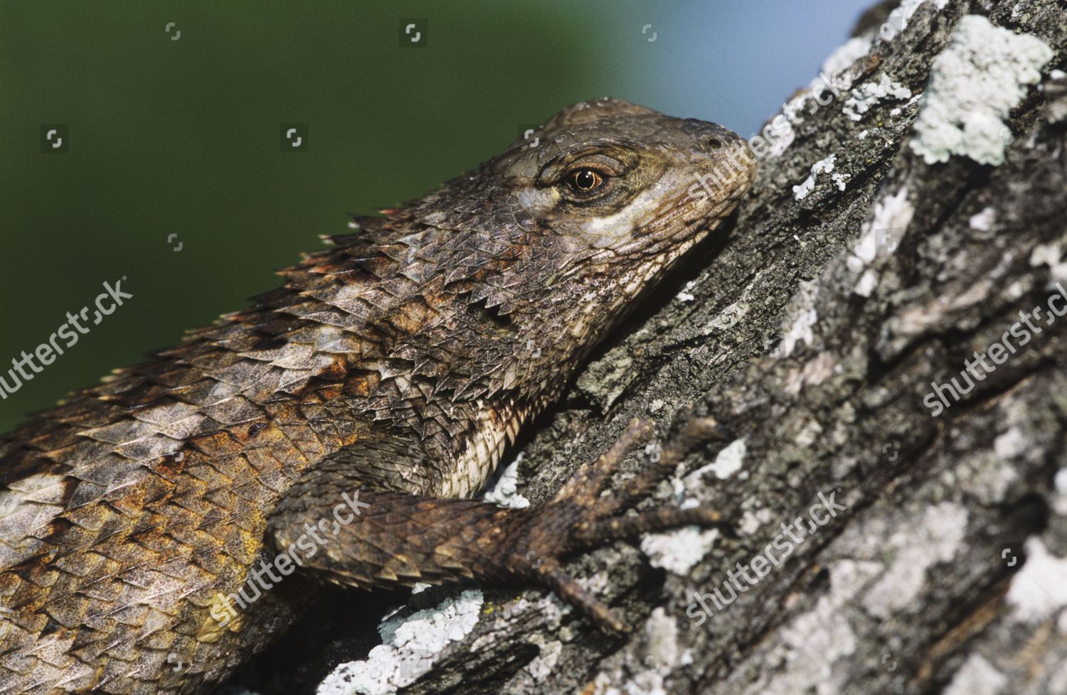 Texas Spiny Lizard Sceloporus Olivaceus Adult Editorial Stock Photo ...