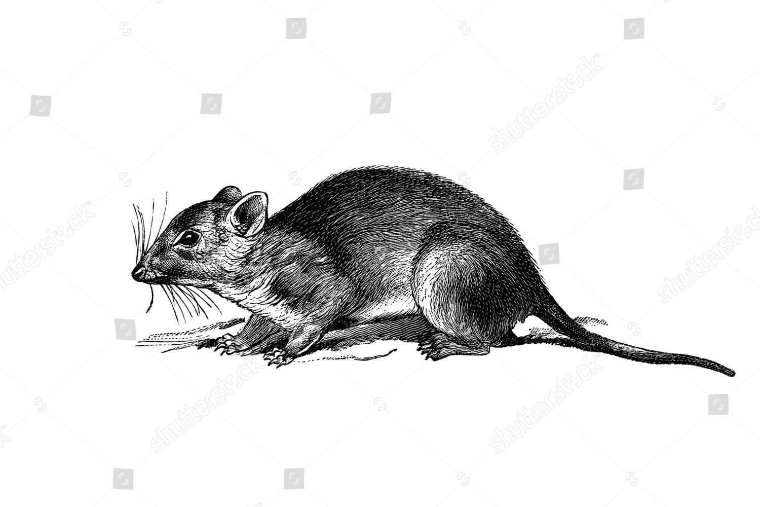 WOODCUT MARDO YELLOW-FOOTED ANTECHINUS FLAVIPES Editorial Stock Photo ...