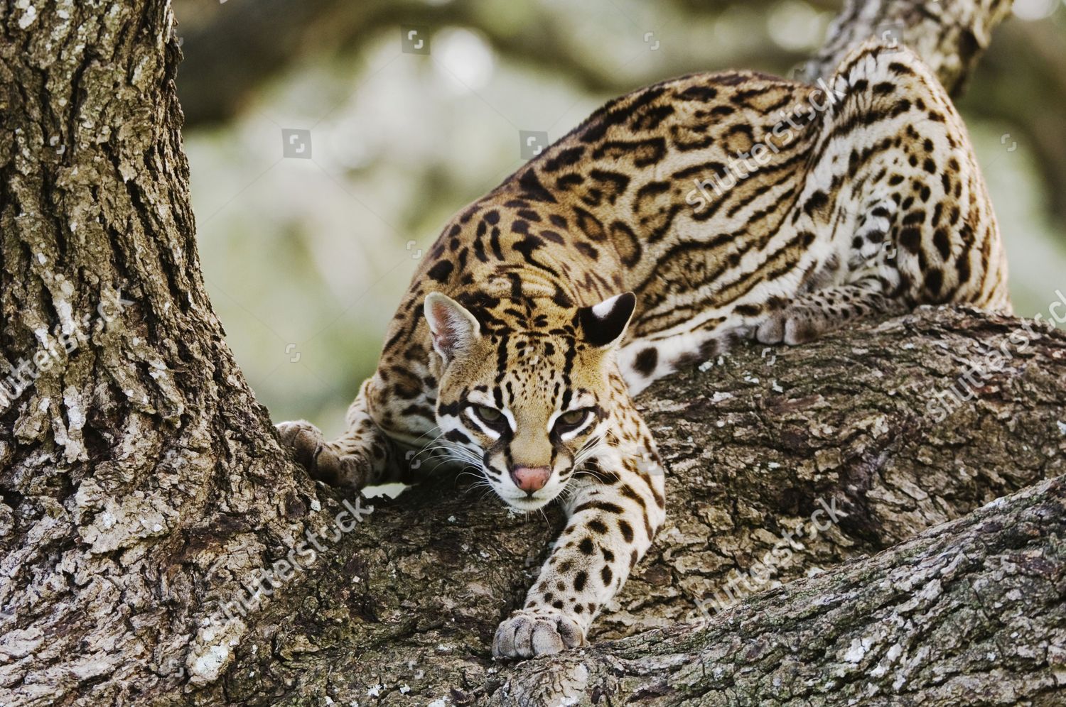 Ocelot Felis Pardalis Captive Female Climbing Editorial Stock Photo ...