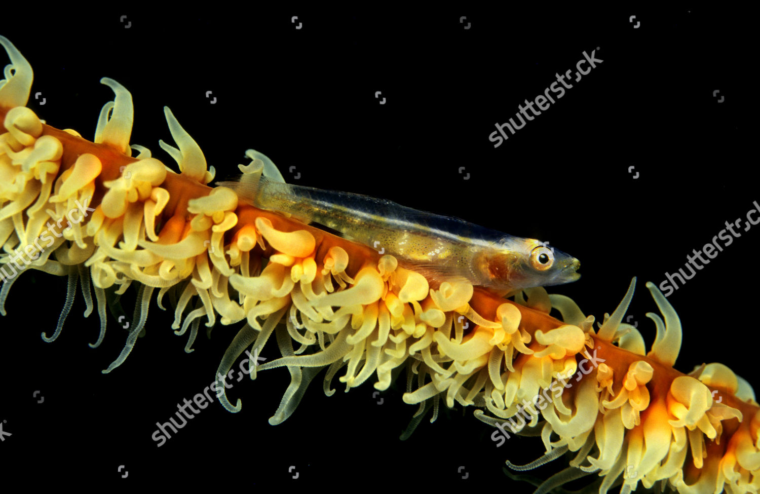 Loki Whip Goby Bryaninops Loki Maldives Editorial Stock Photo - Stock ...