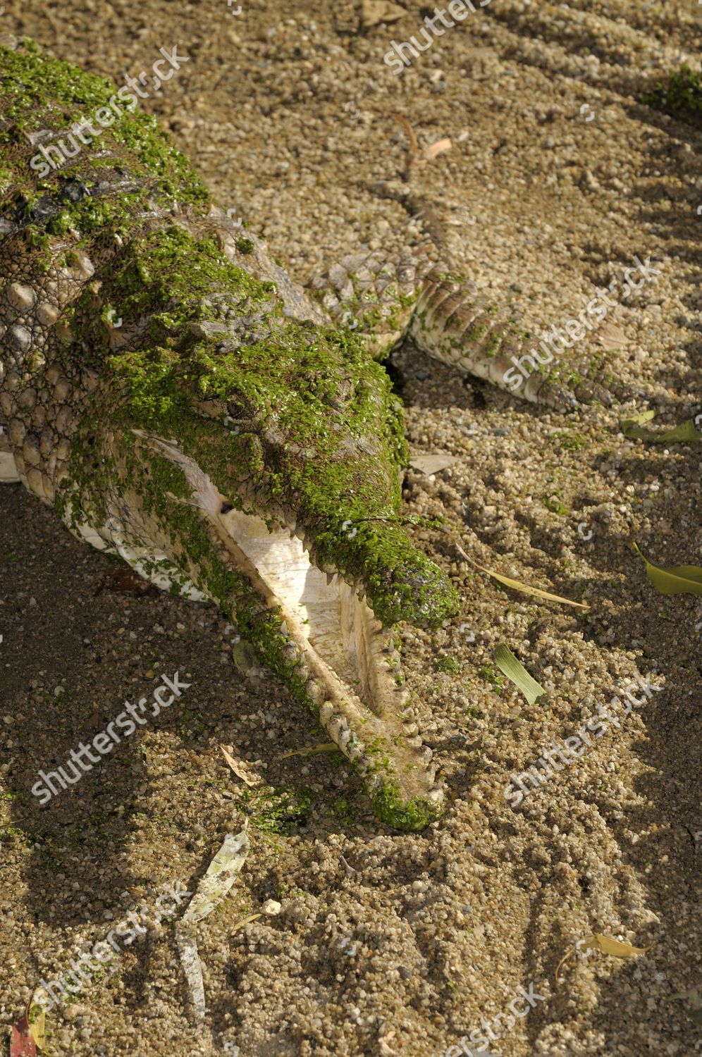 Freshwater Crocodile Known Johnstons Crocodile Crocodylus Editorial