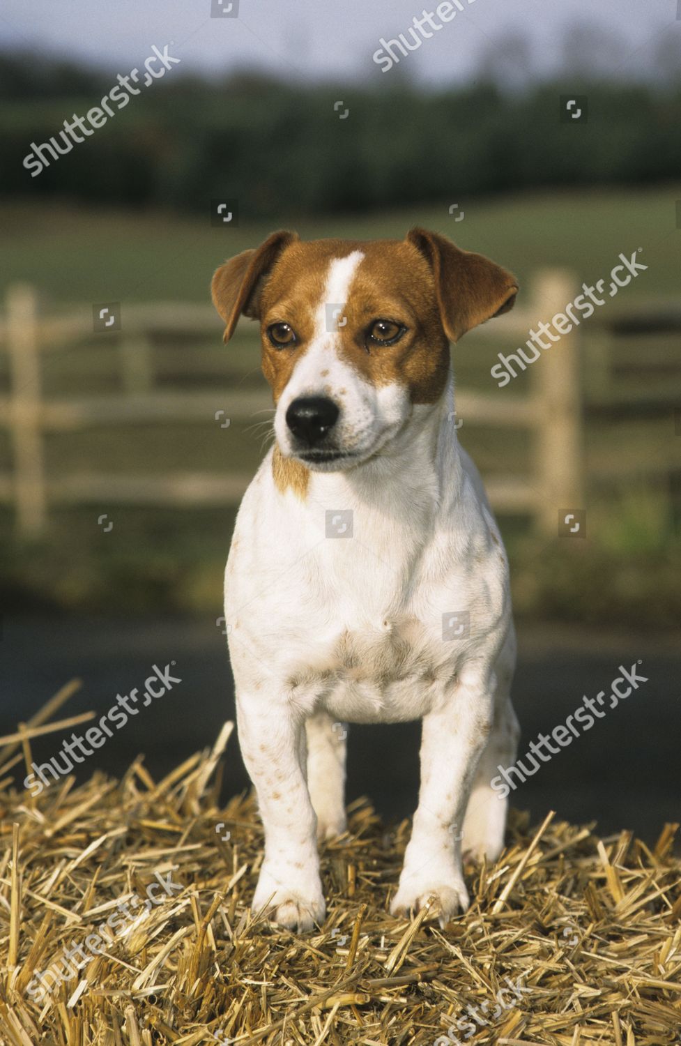 Jack Russell Terrier Standing On Straw Editorial Stock Photo Stock