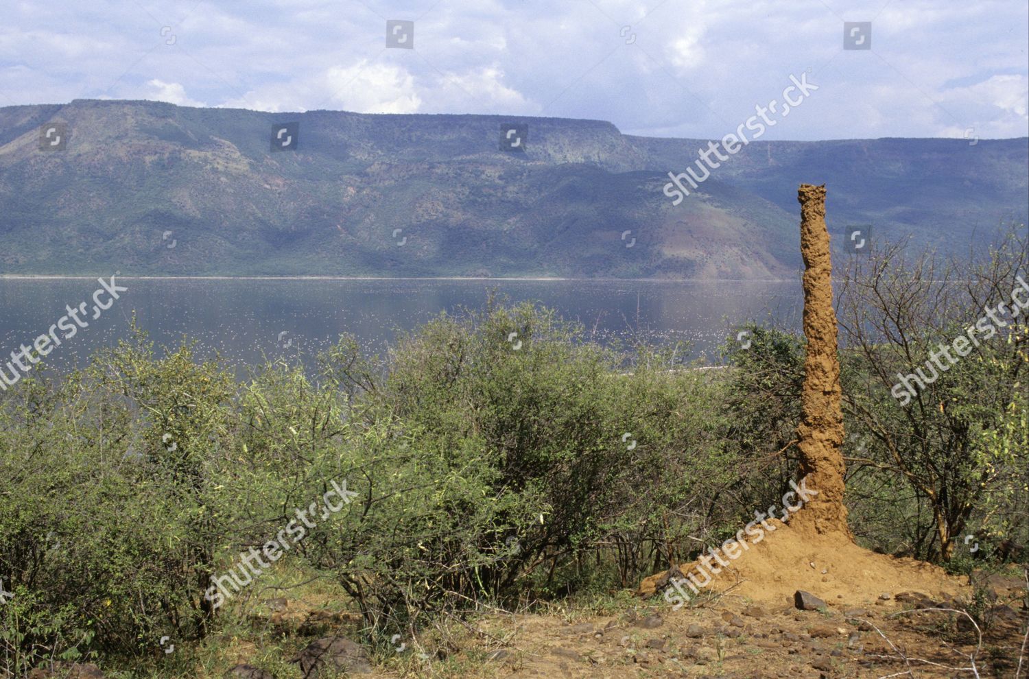Termite Mound Vertical Column Typical This Editorial Stock Photo ...